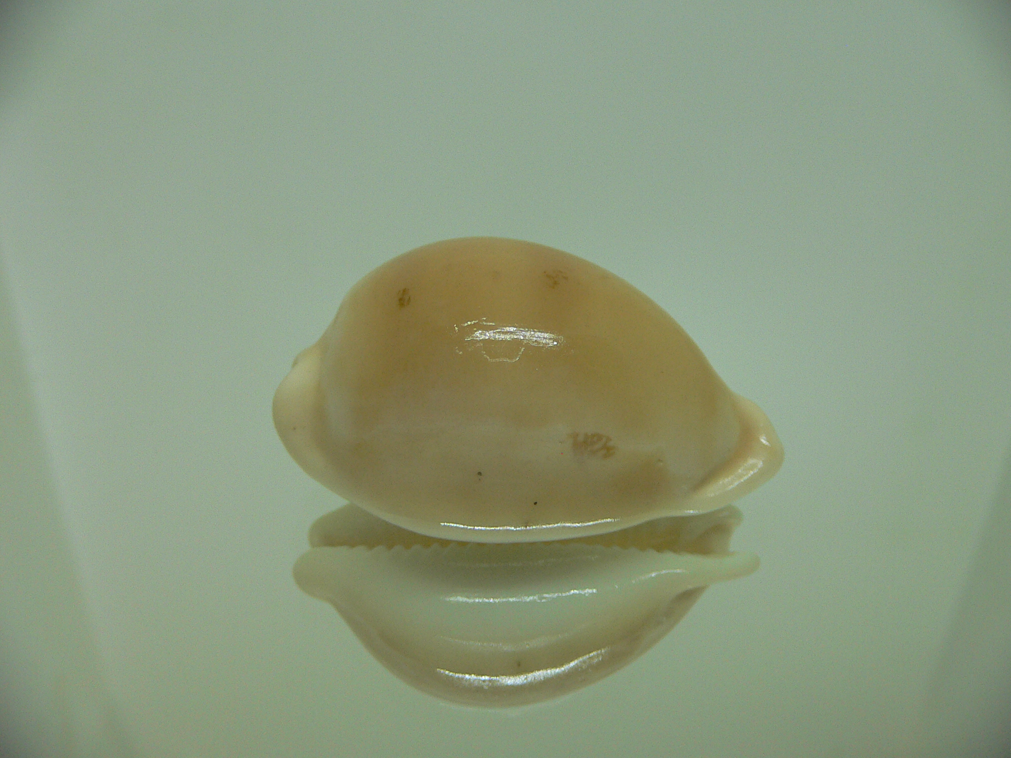 Cypraea sakuraii RARE