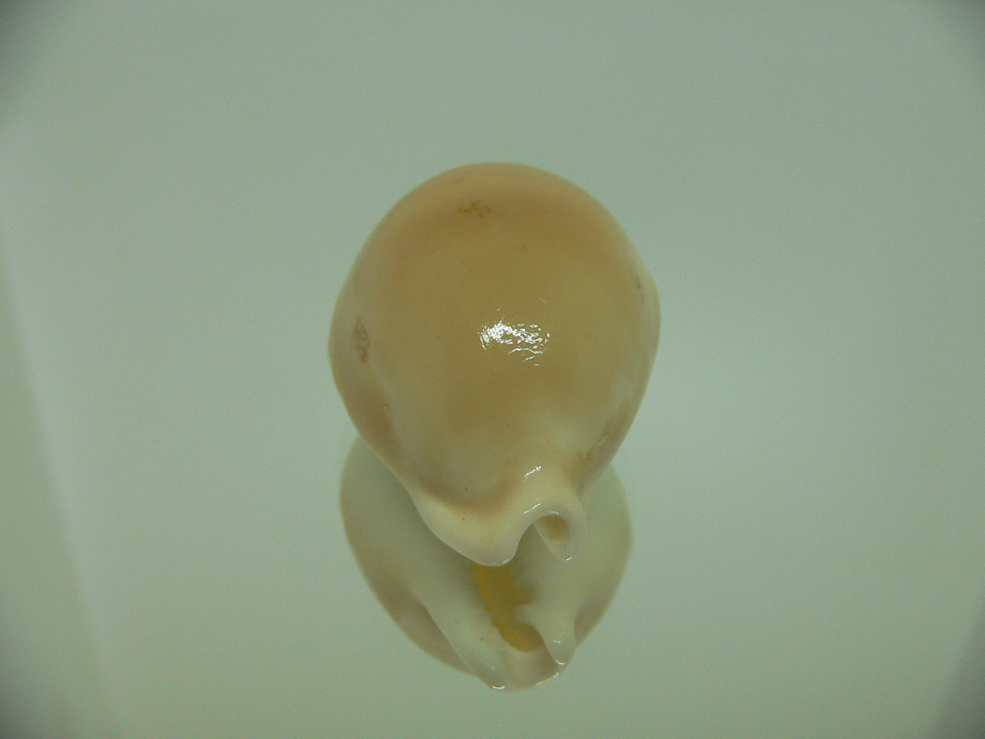 Cypraea sakuraii RARE