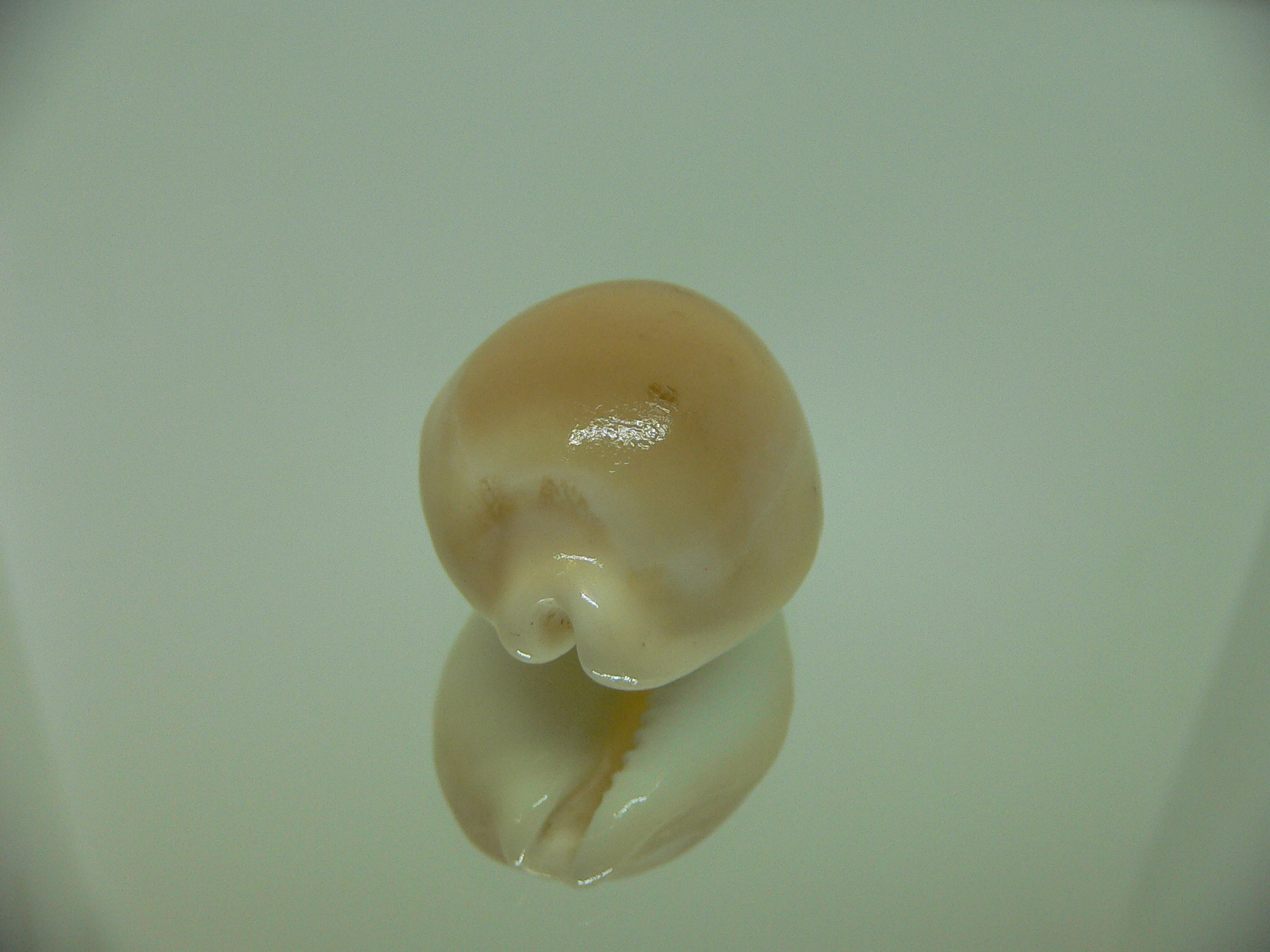 Cypraea sakuraii RARE
