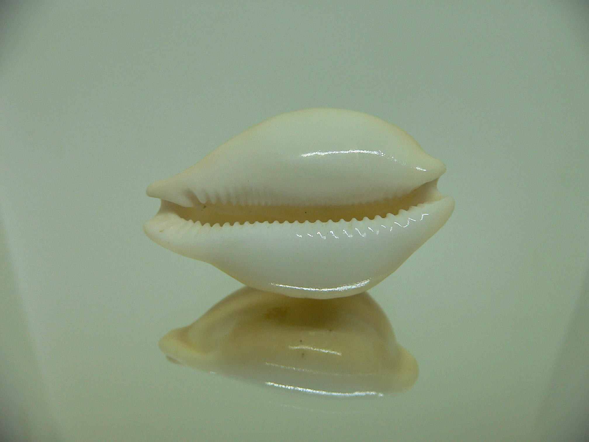 Cypraea sakuraii RARE