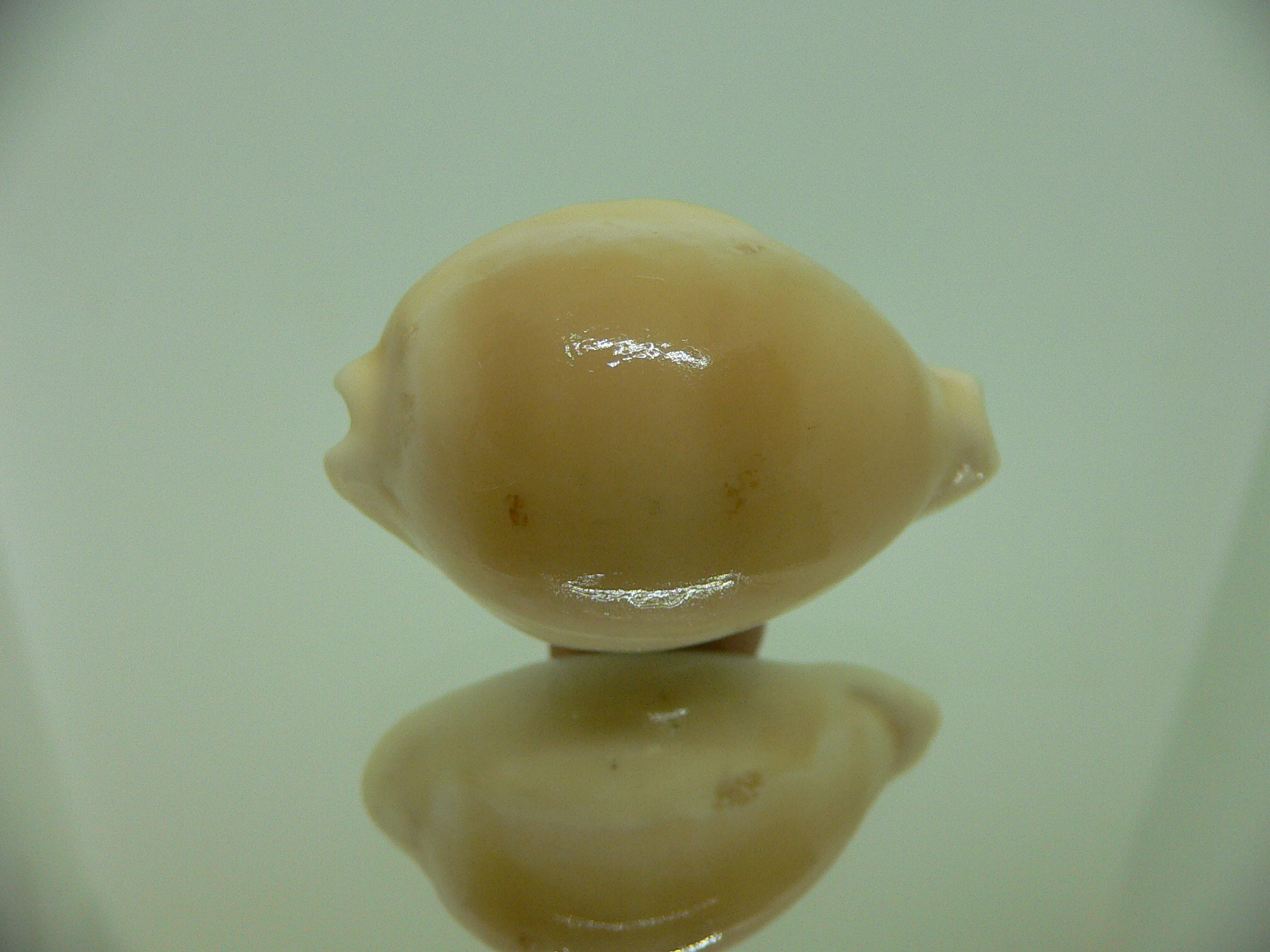 Cypraea sakuraii RARE