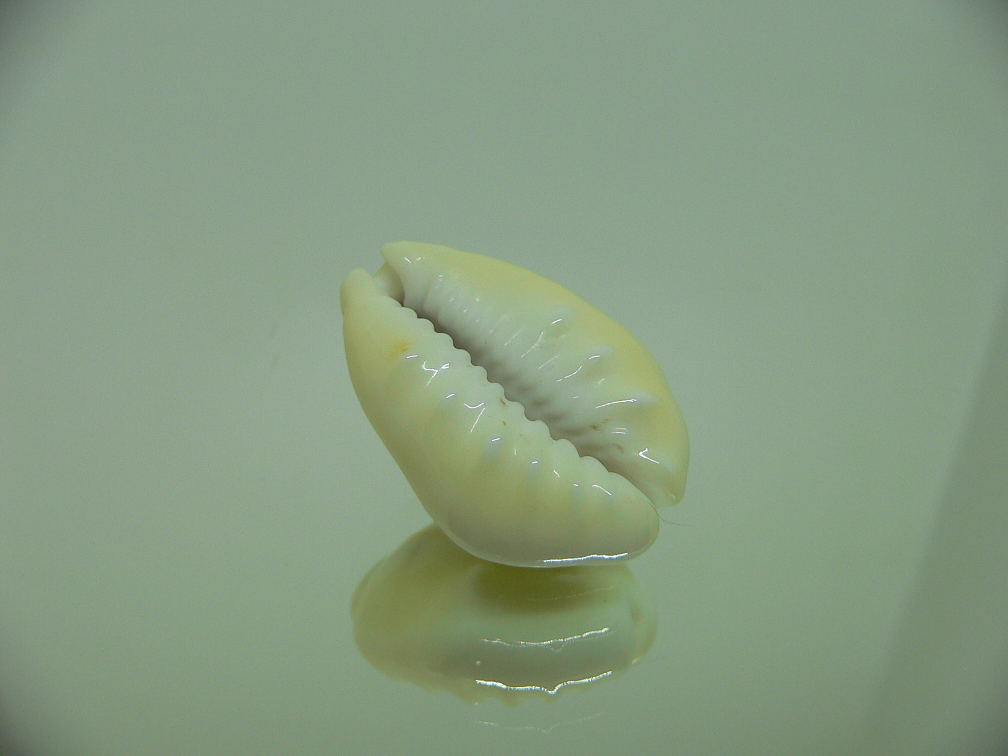 Cypraea moneta tuberculosa (var.) GIANT & CALLOUSED