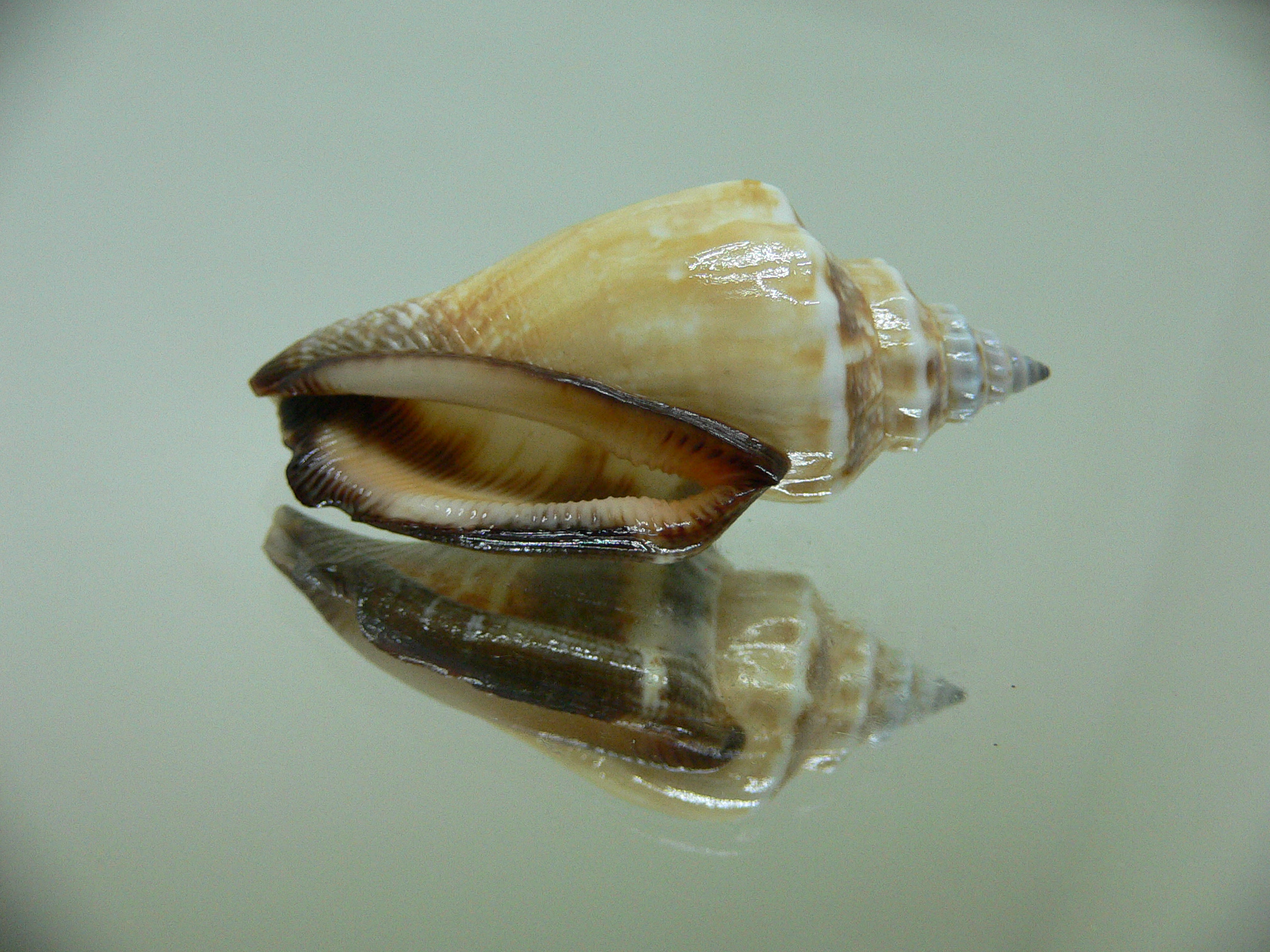 Strombus urceus incisum BLUE-ORANGE-BLACK LIP