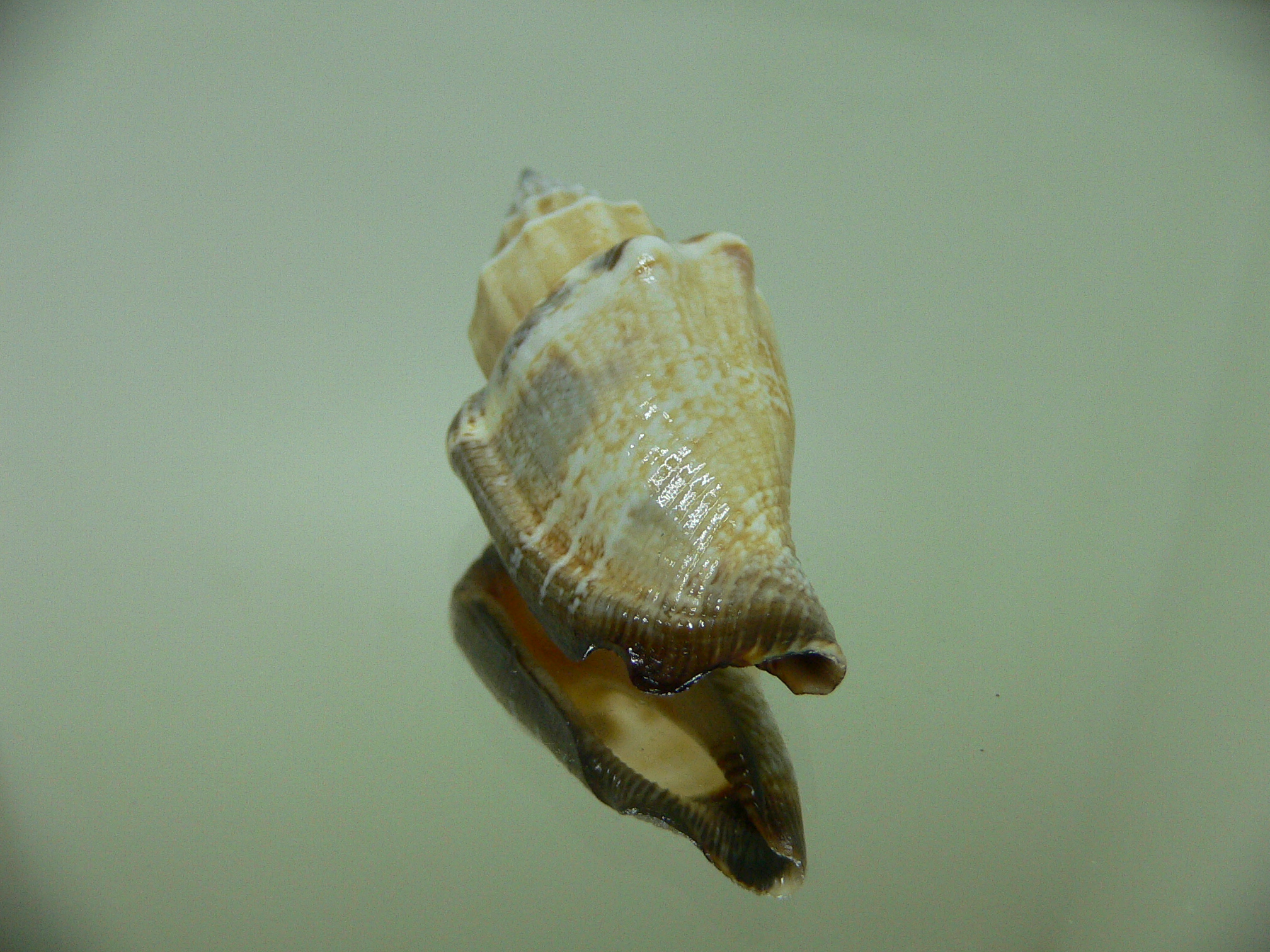 Strombus urceus incisum BLUE-ORANGE-BLACK LIP