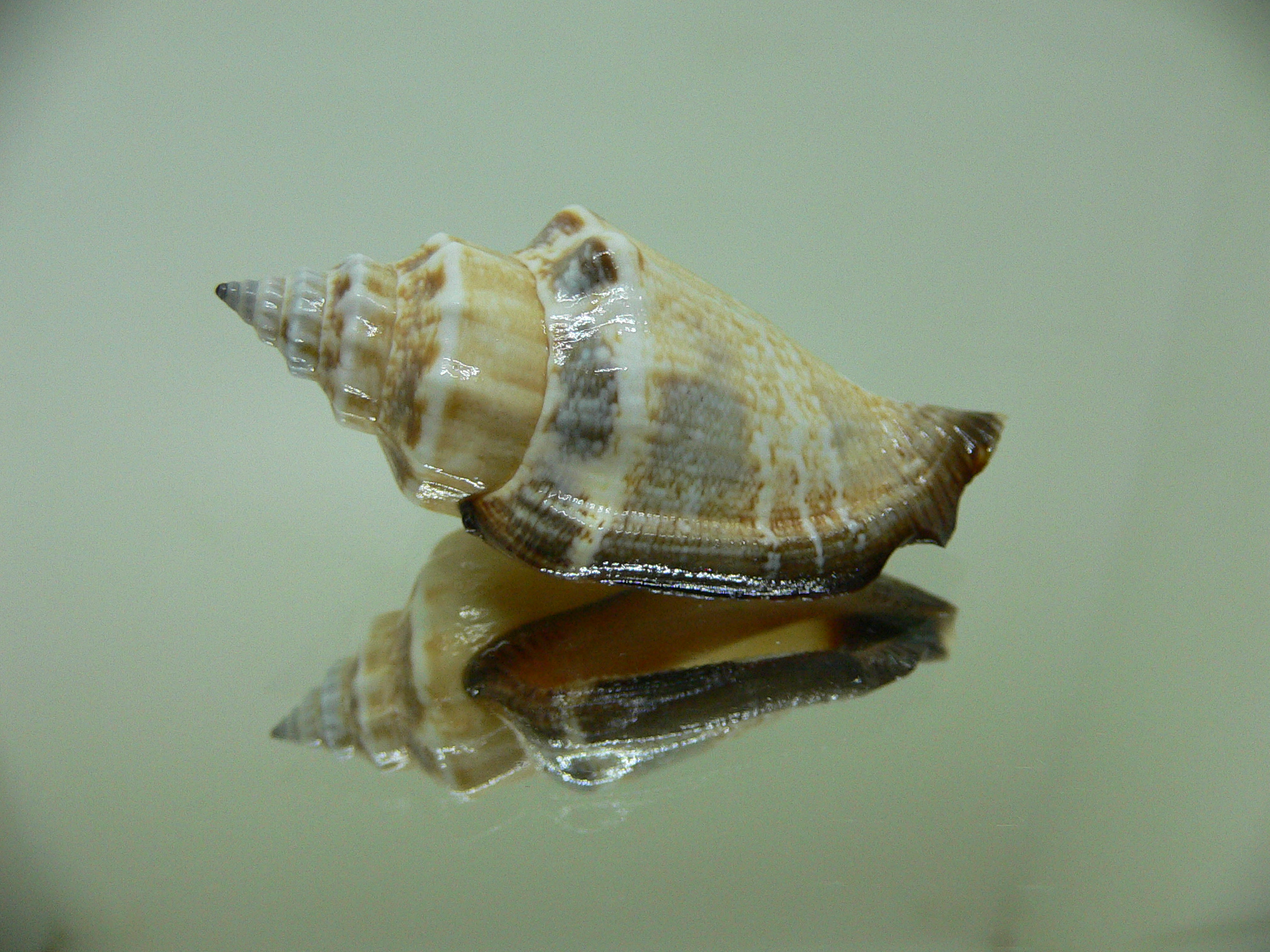 Strombus urceus incisum BLUE-ORANGE-BLACK LIP