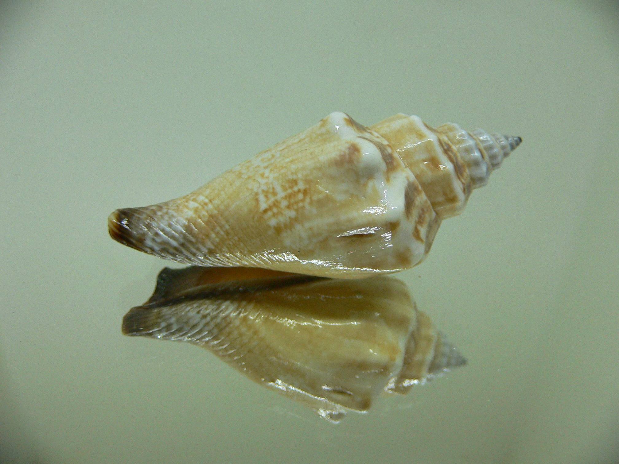 Strombus urceus incisum BLUE-ORANGE-BLACK LIP