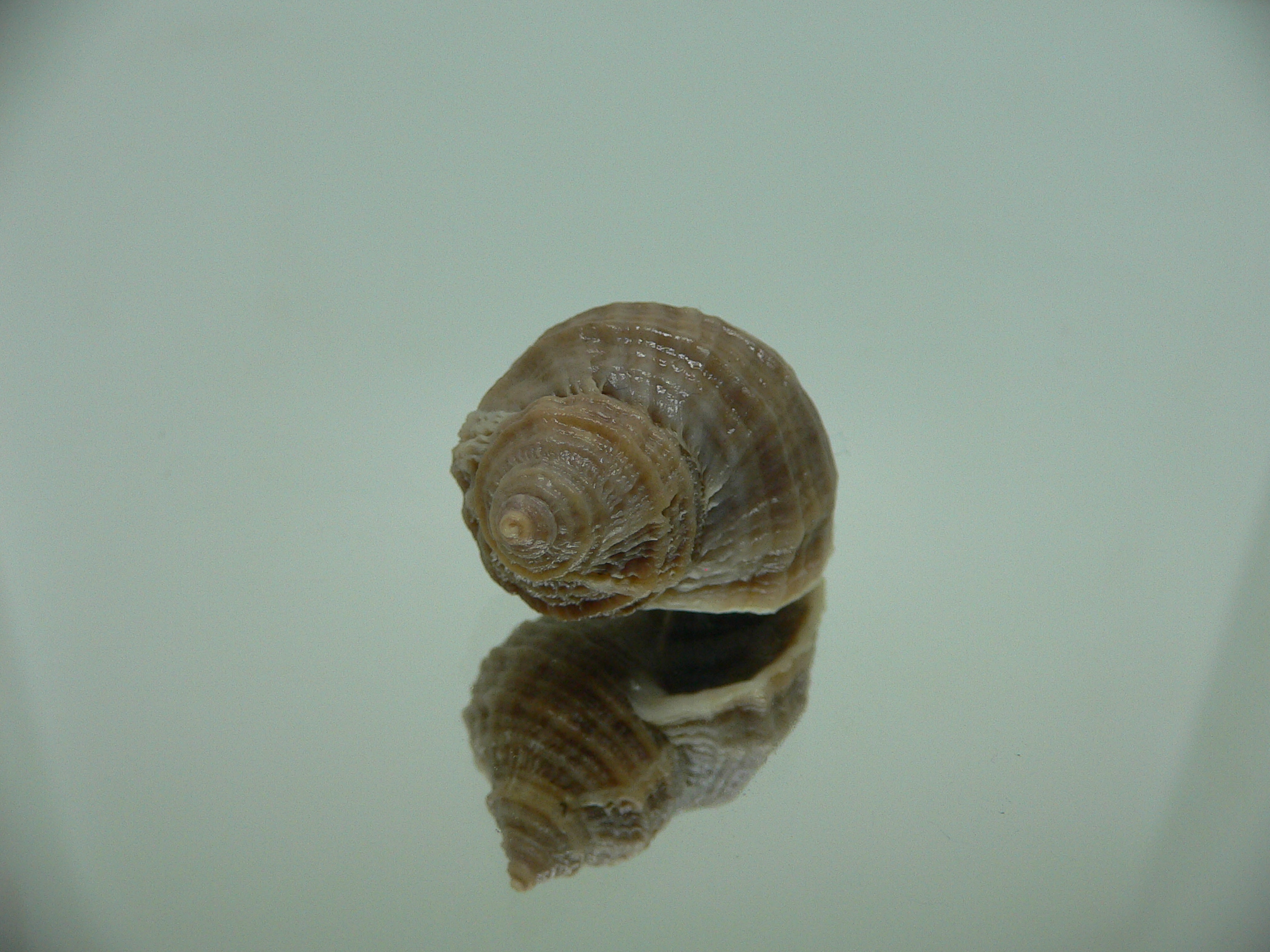 Nucella freycinetii alabaster DWARF