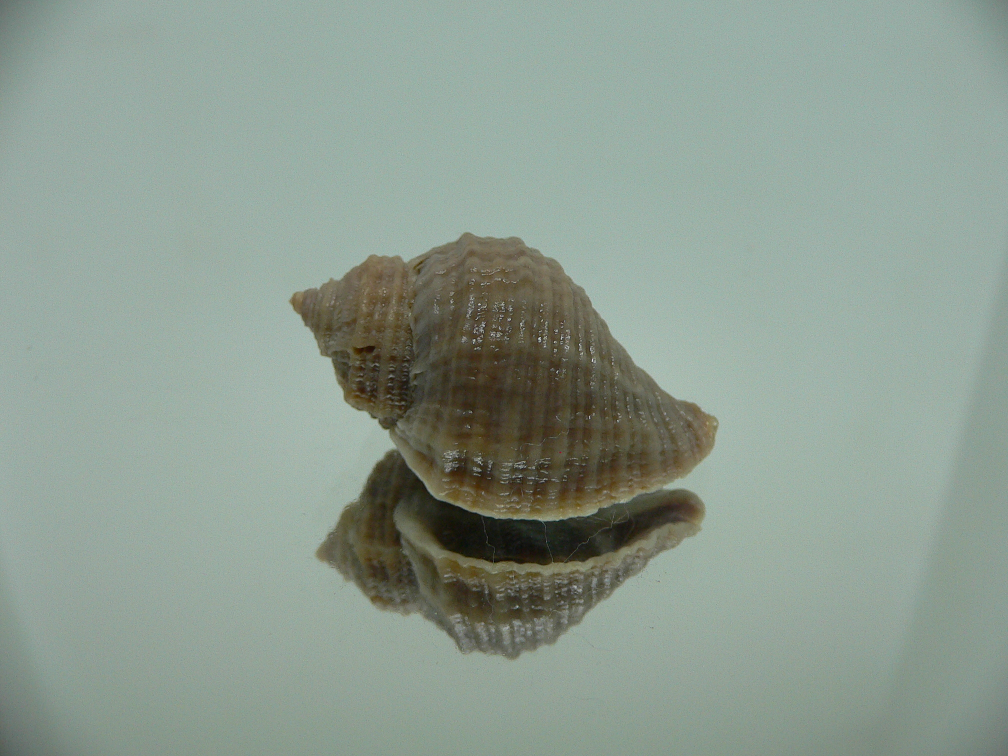 Nucella freycinetii alabaster DWARF