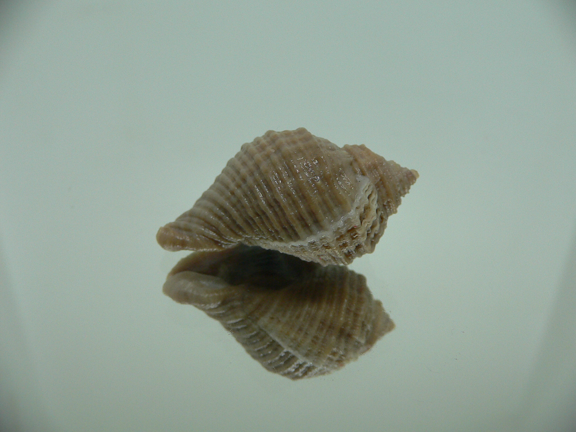 Nucella freycinetii alabaster DWARF