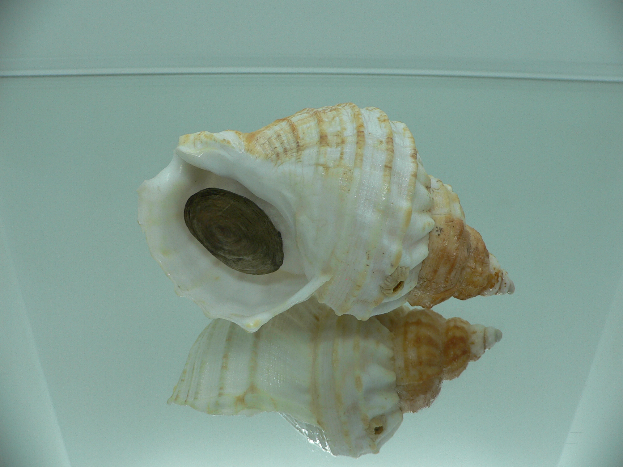 Buccinum verkruzeni WHITE & KEELS