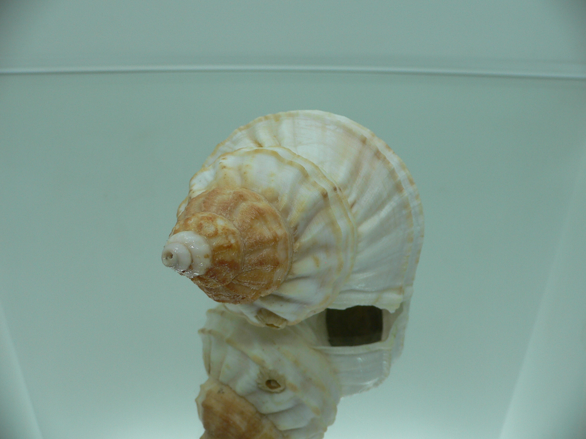 Buccinum verkruzeni WHITE & KEELS