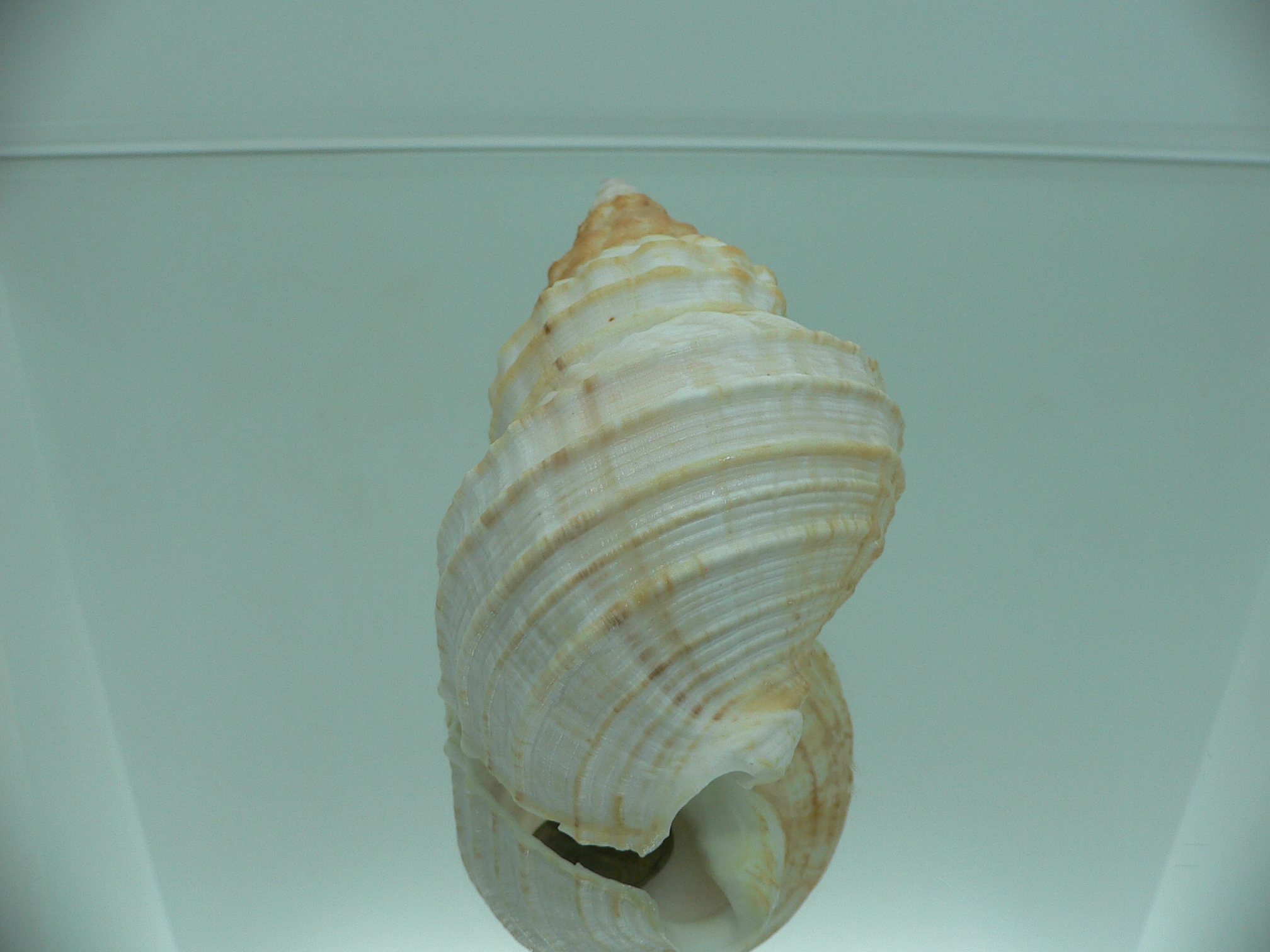 Buccinum verkruzeni WHITE & KEELS