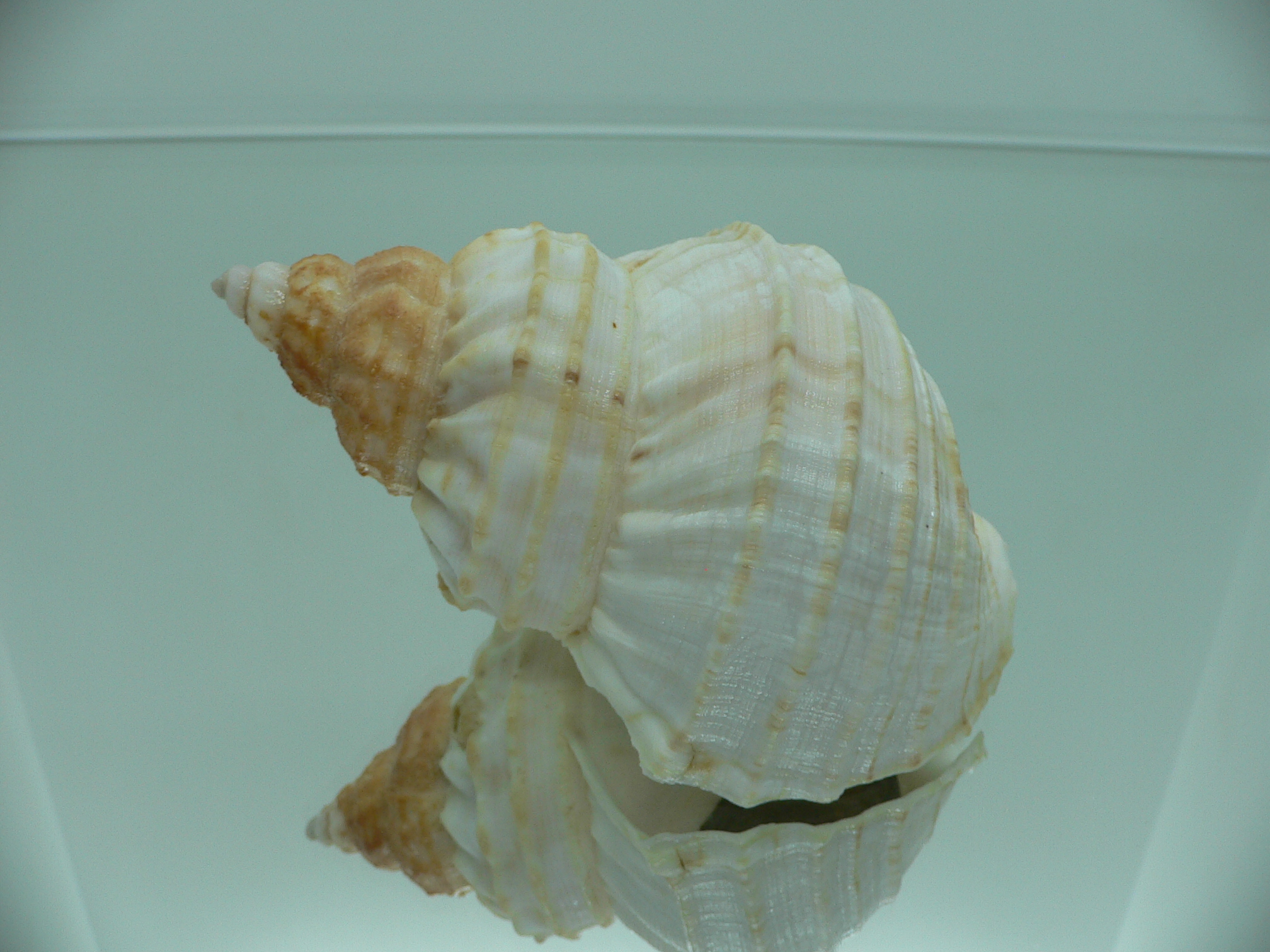 Buccinum verkruzeni WHITE & KEELS