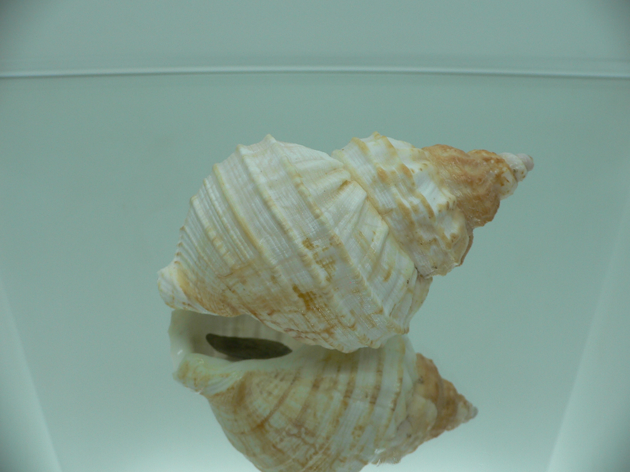 Buccinum verkruzeni WHITE & KEELS