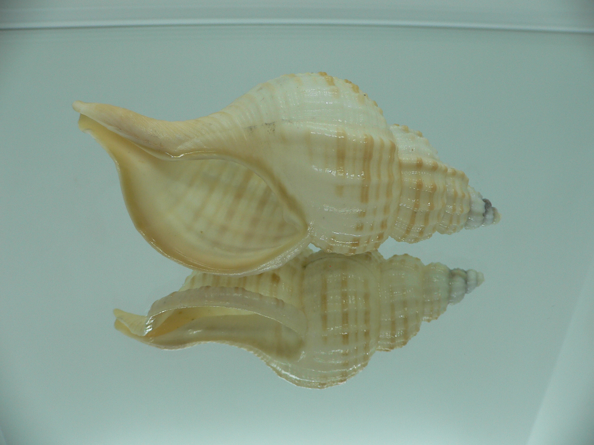 Fusitriton galea GOOD SIZE