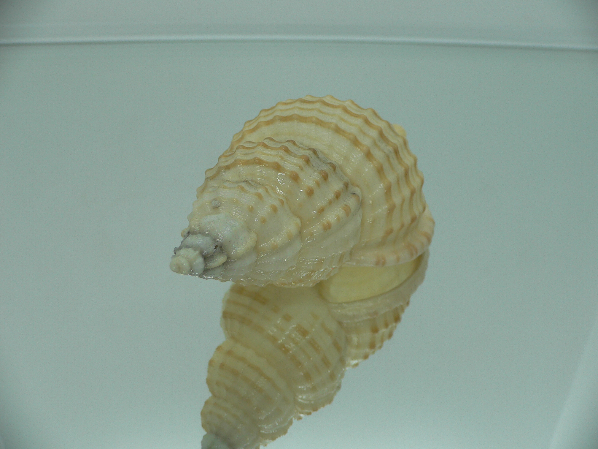 Fusitriton galea GOOD SIZE