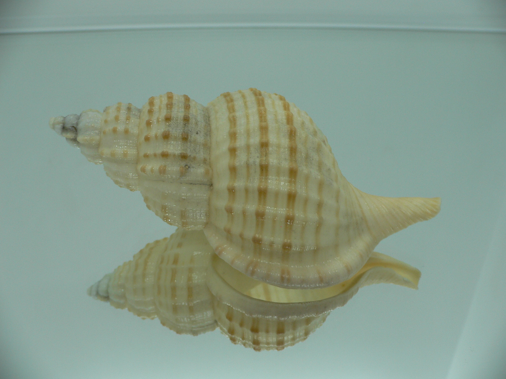 Fusitriton galea GOOD SIZE