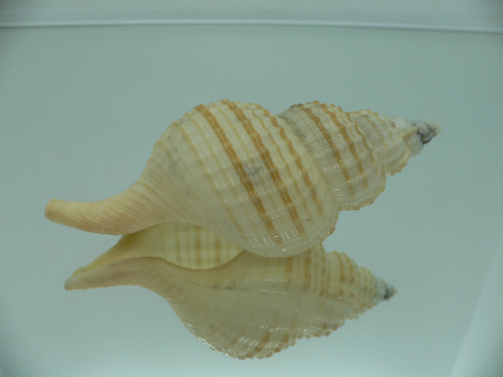 Fusitriton galea GOOD SIZE