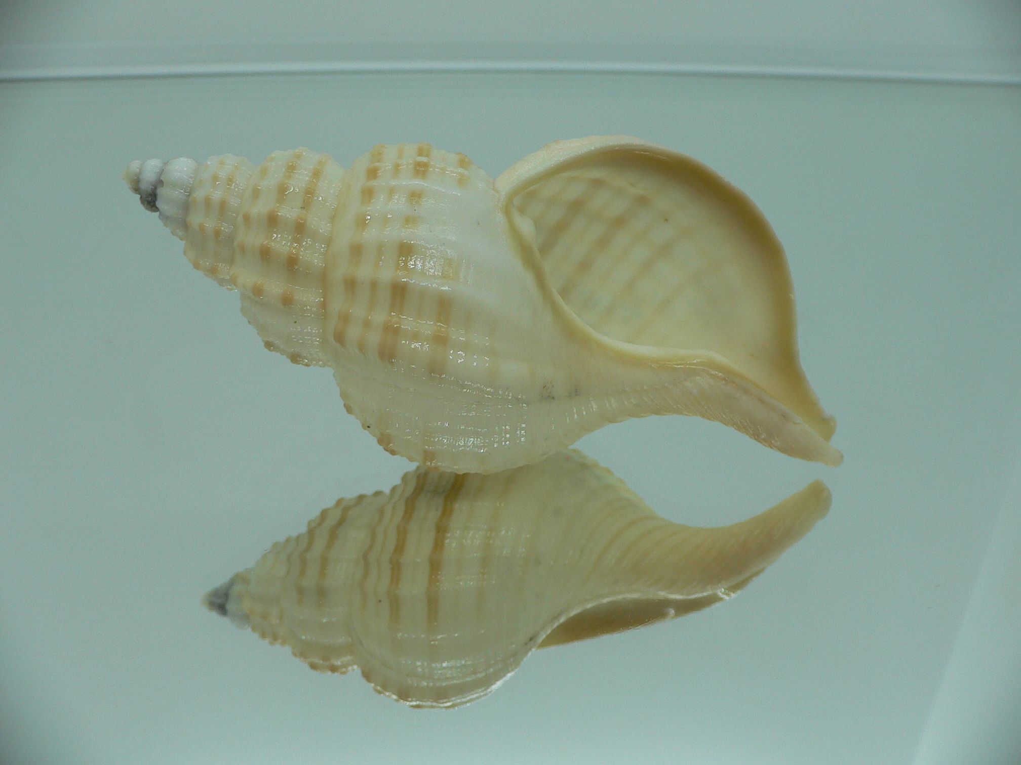 Fusitriton galea GOOD SIZE