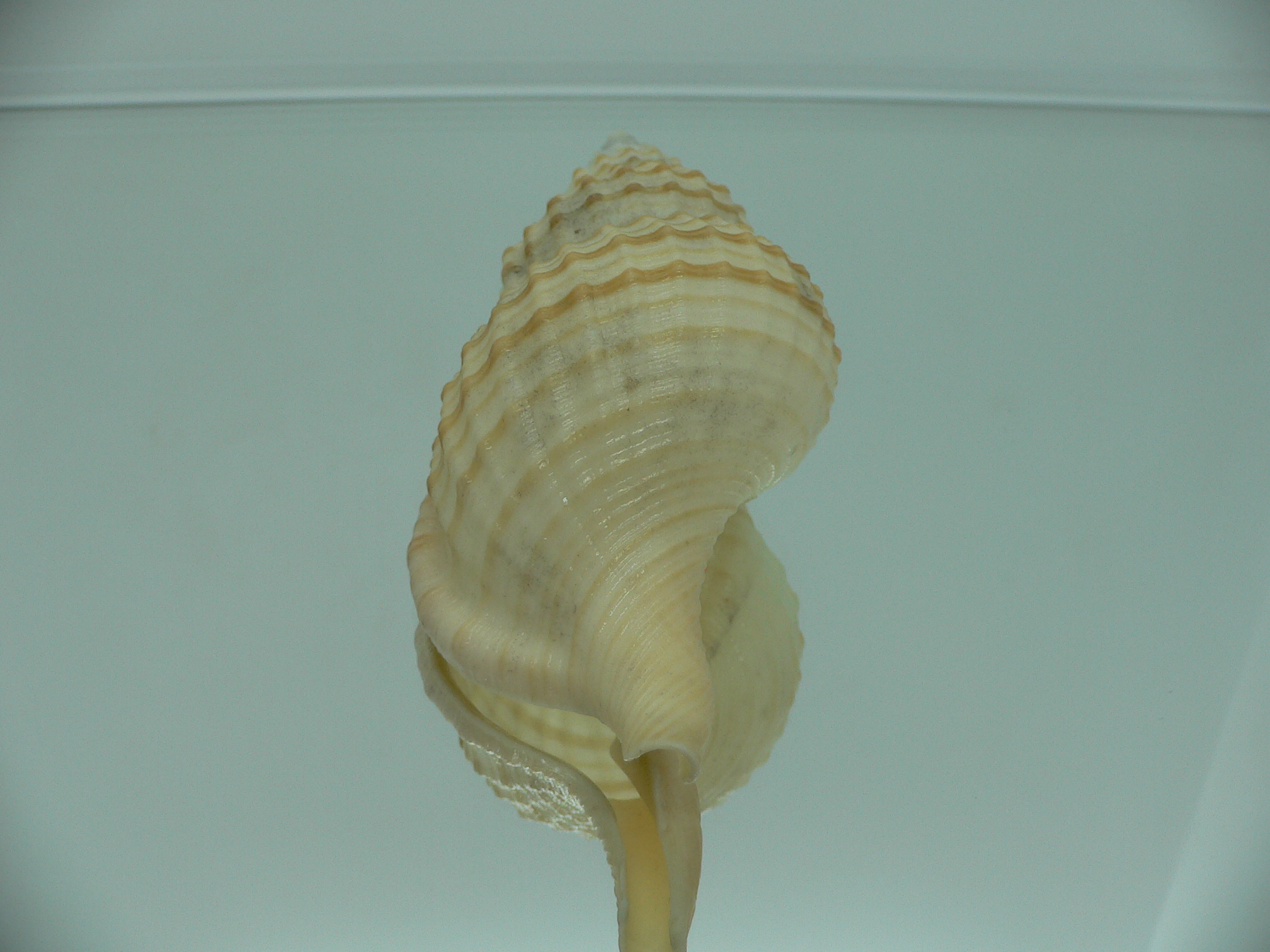 Fusitriton galea GOOD SIZE