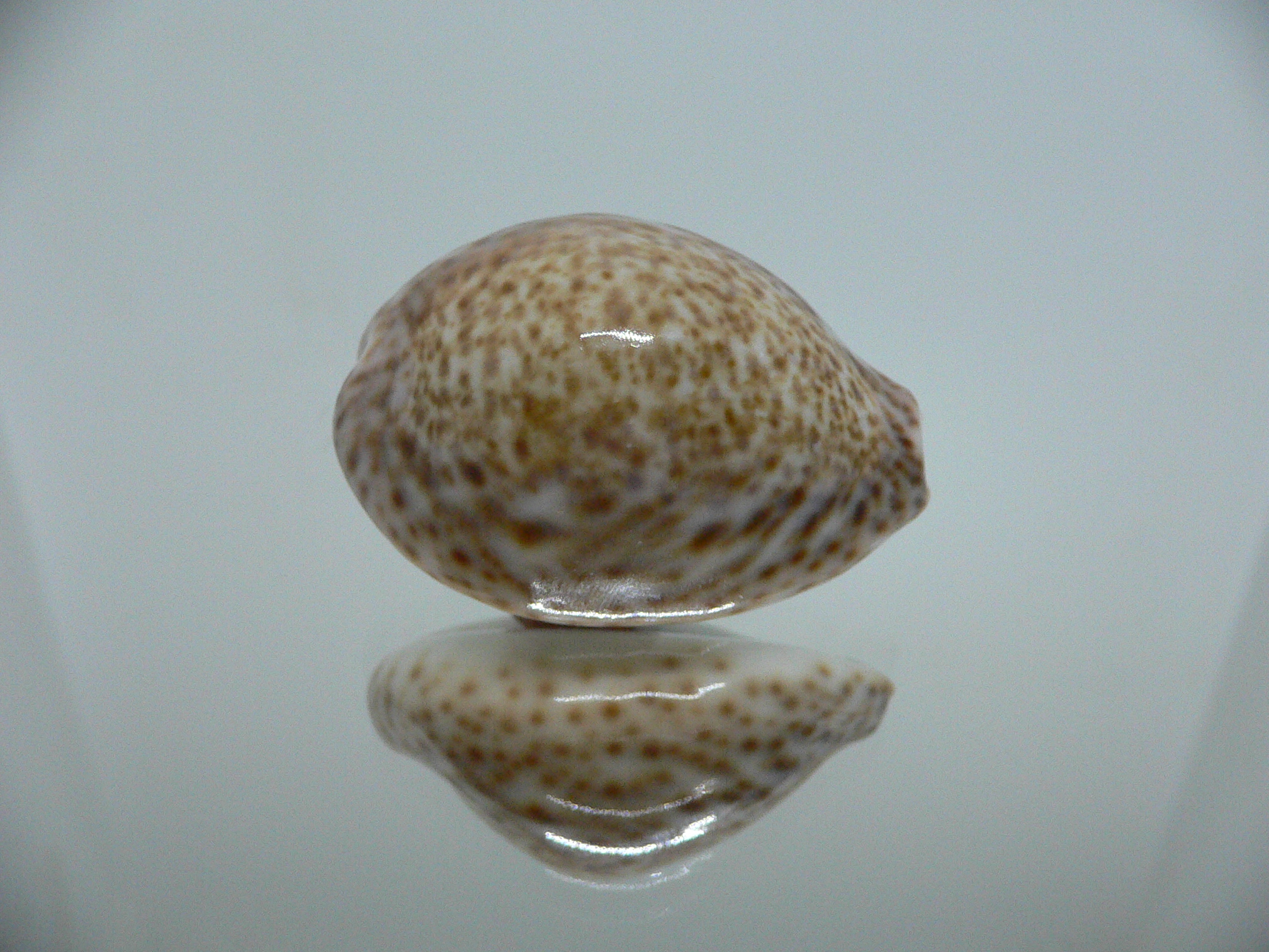 Cypraea turdus winckworthi (var.) DARK & BIG