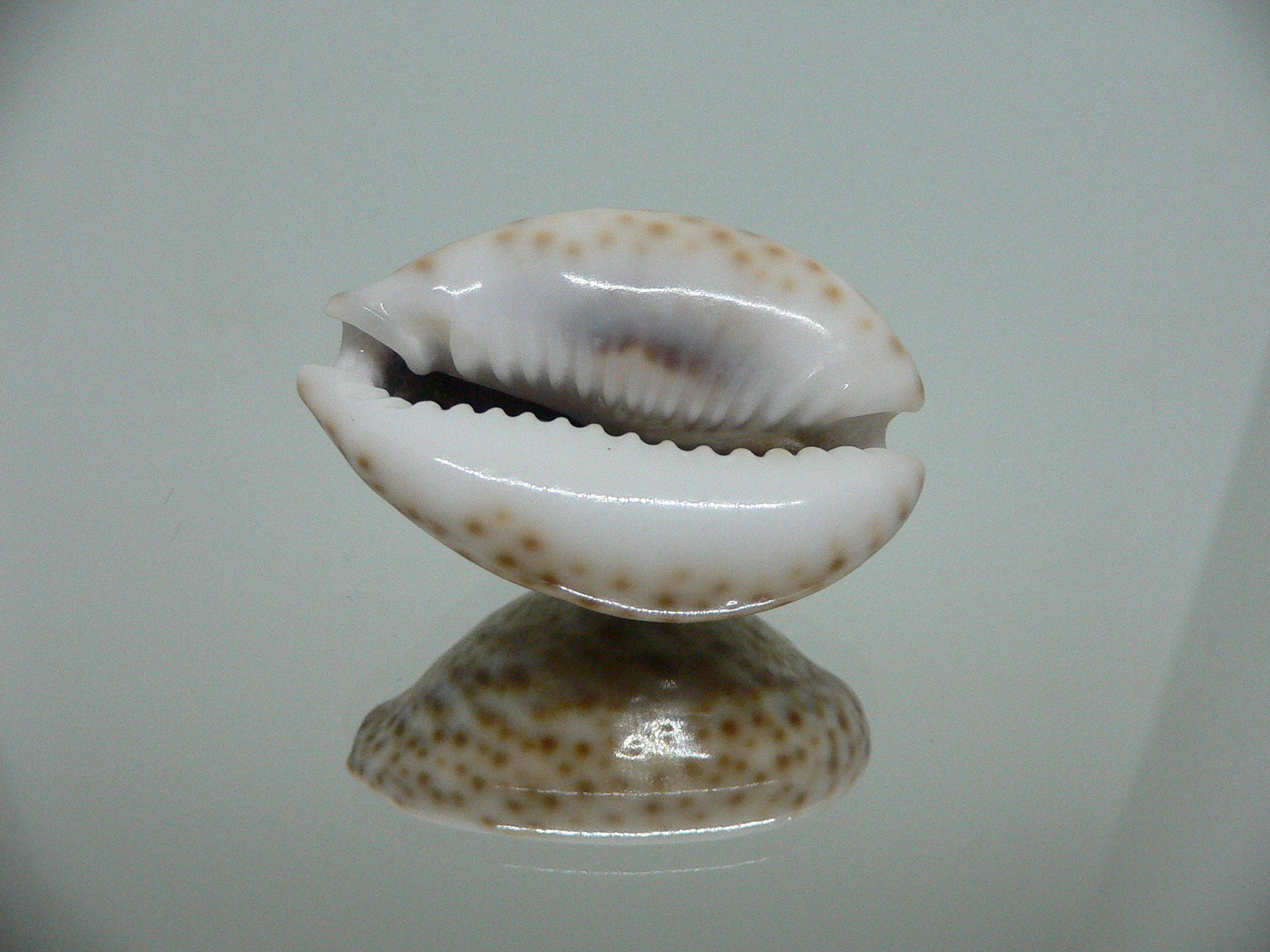 Cypraea turdus winckworthi (var.) DARK & BIG