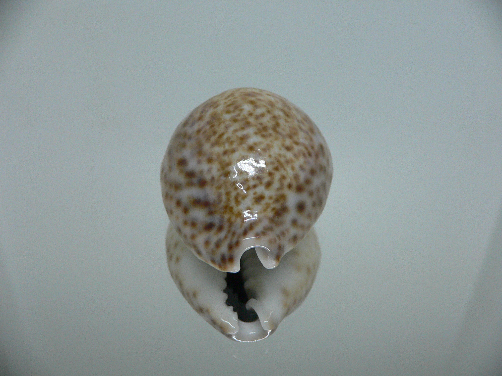 Cypraea turdus winckworthi (var.) DARK & BIG