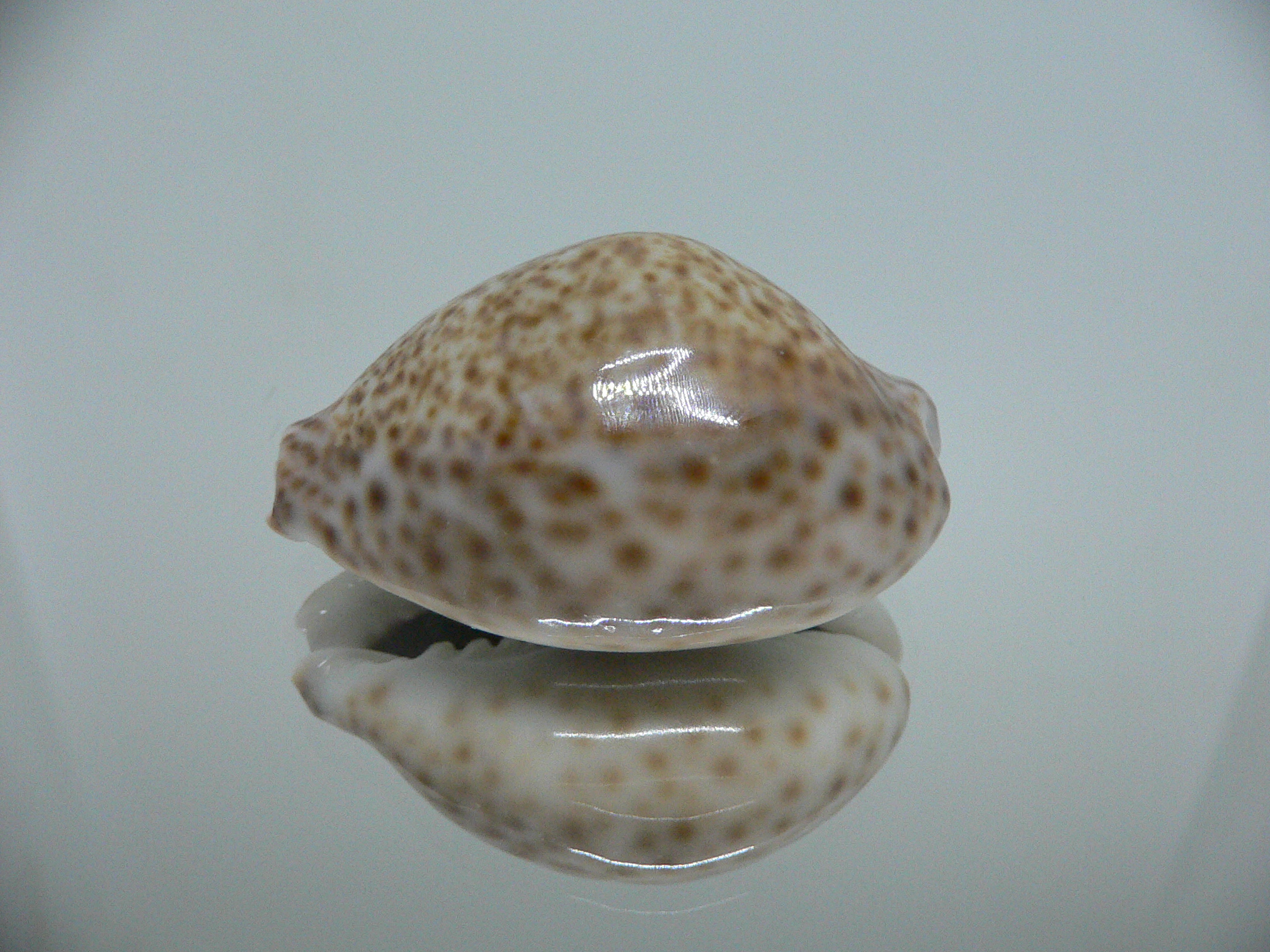 Cypraea turdus winckworthi (var.) DARK & BIG