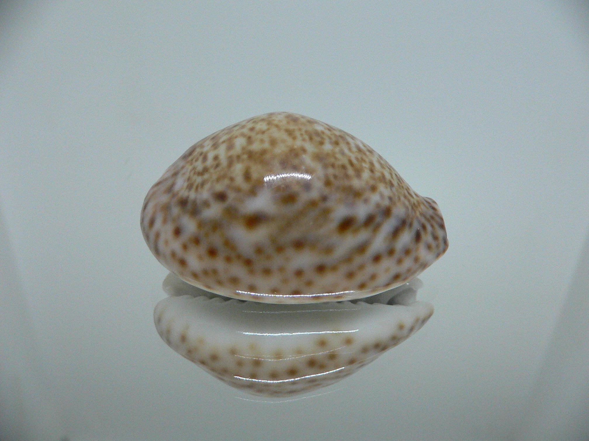 Cypraea turdus winckworthi (var.) DARK & BIG