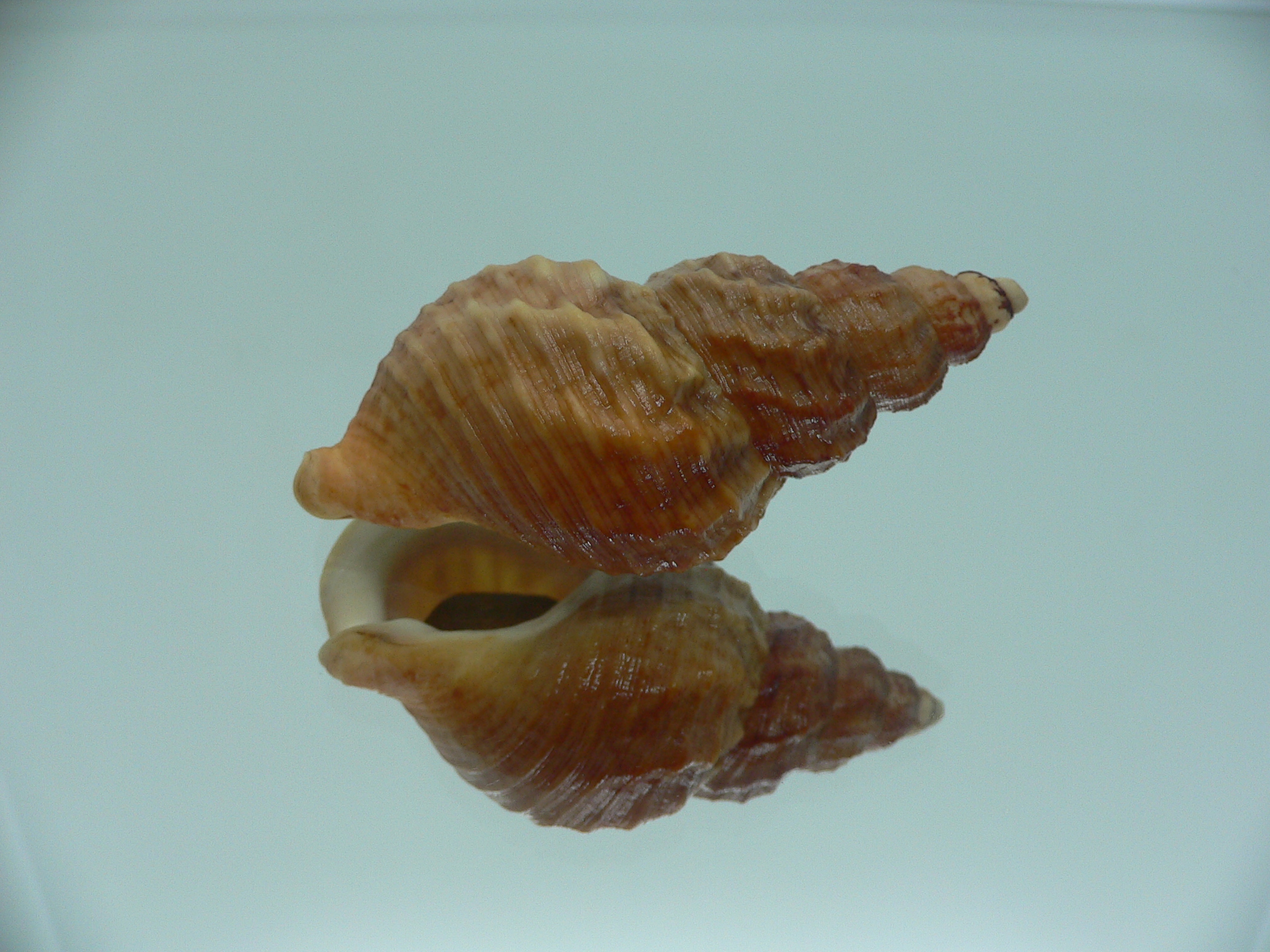 Buccinum ochotense ochotense RARE