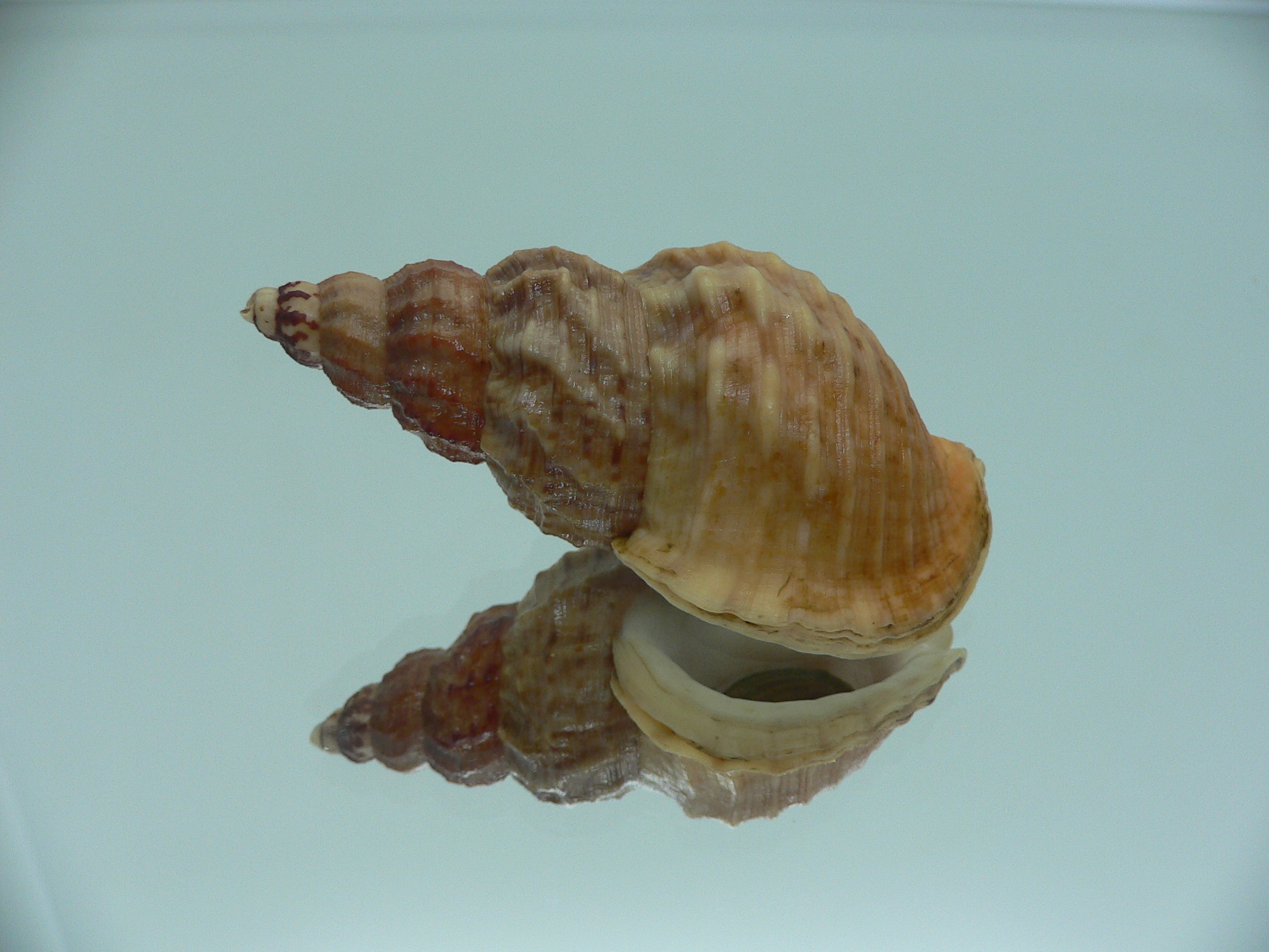 Buccinum ochotense ochotense RARE
