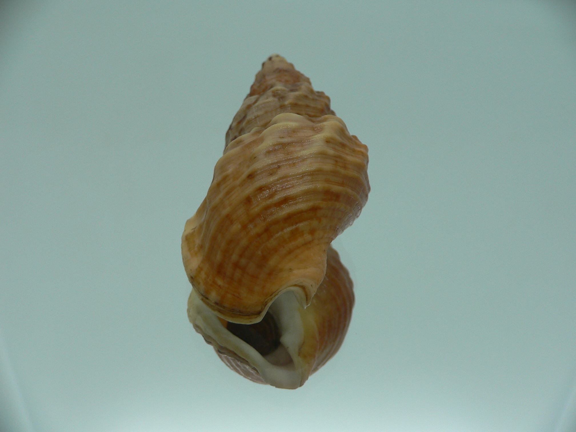 Buccinum ochotense ochotense RARE
