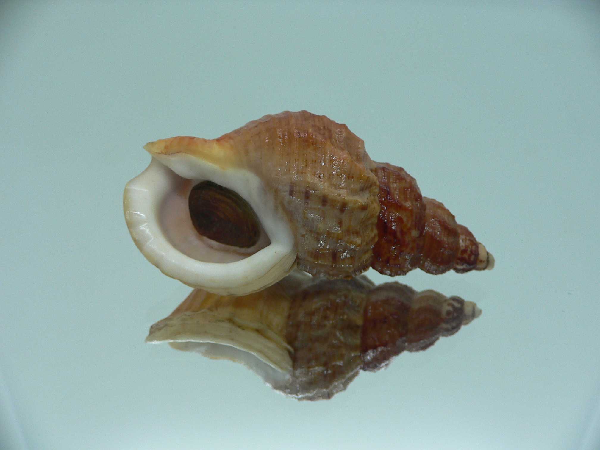 Buccinum ochotense ochotense RARE