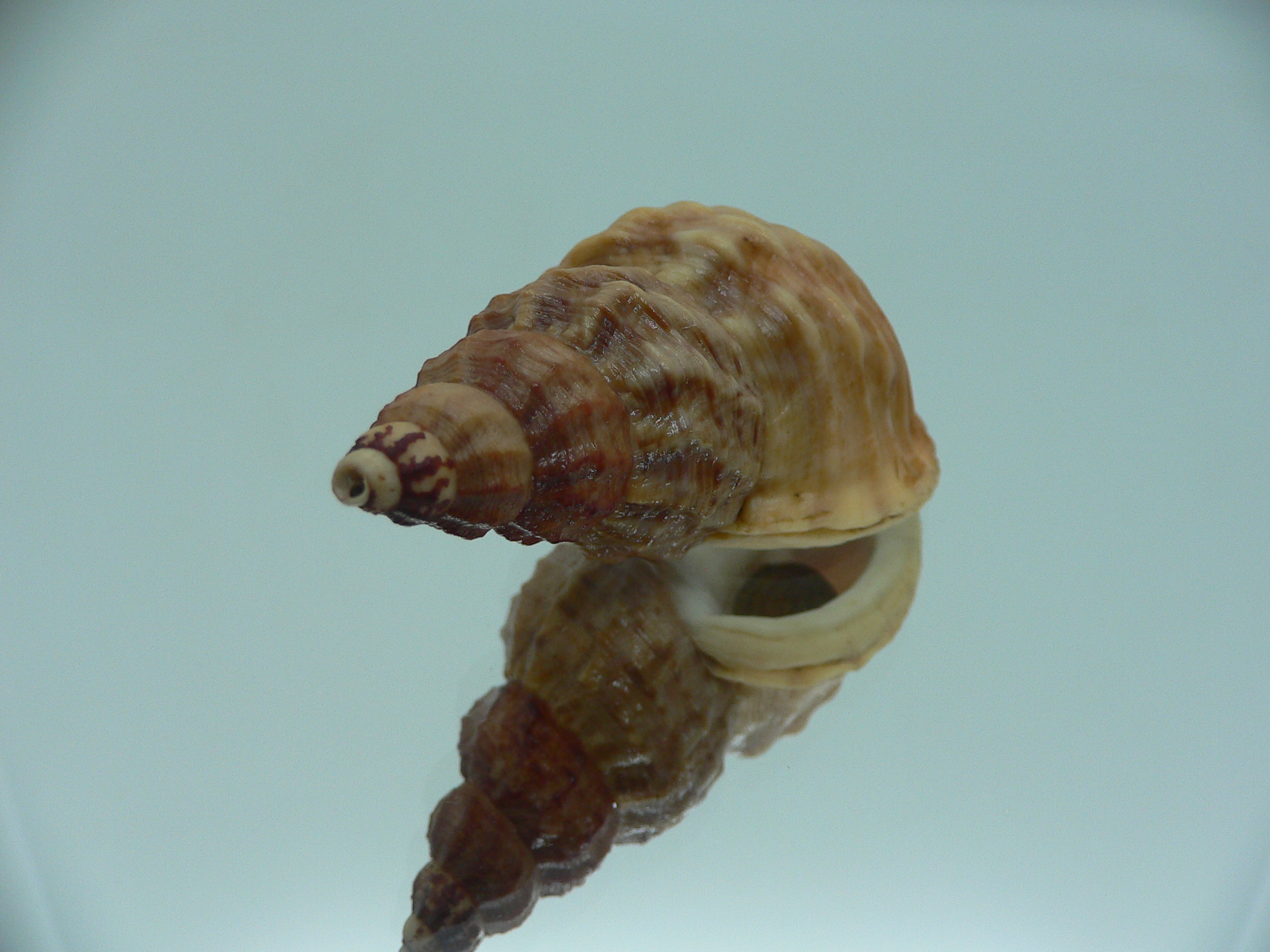 Buccinum ochotense ochotense RARE