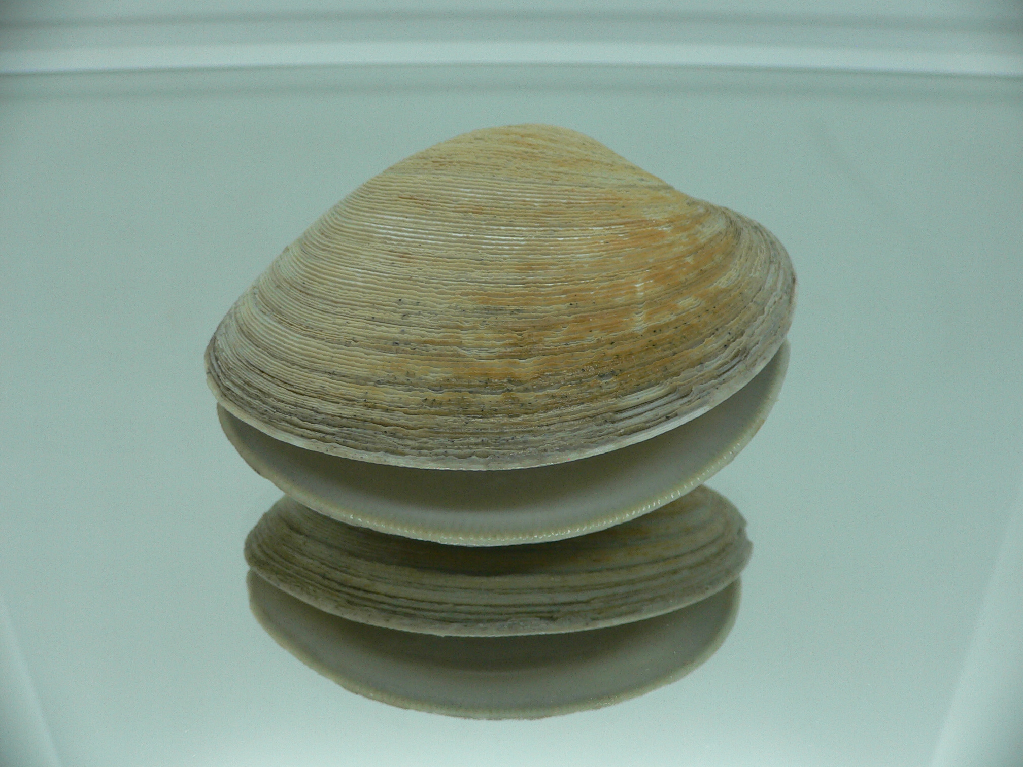 Mercenaria stimpsoni BIG