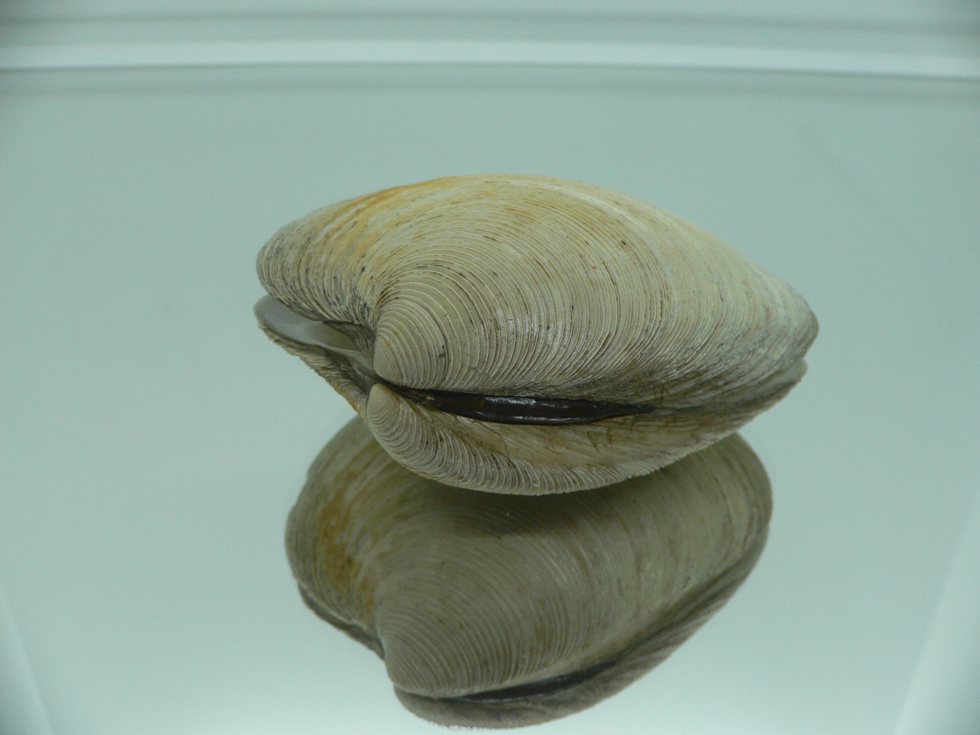 Mercenaria stimpsoni BIG