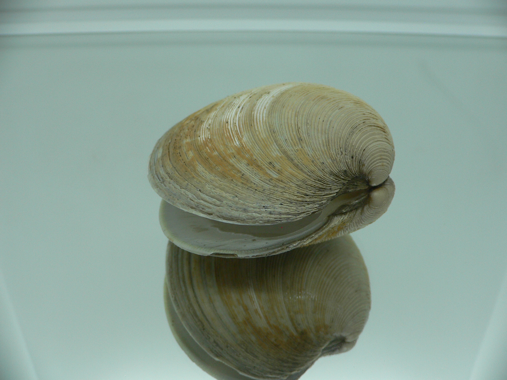Mercenaria stimpsoni BIG