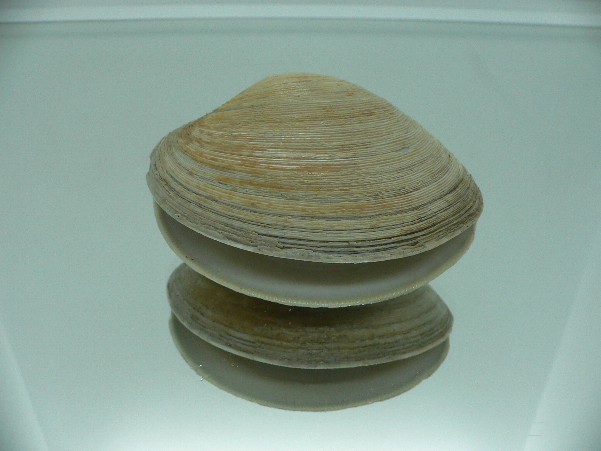 Mercenaria stimpsoni BIG