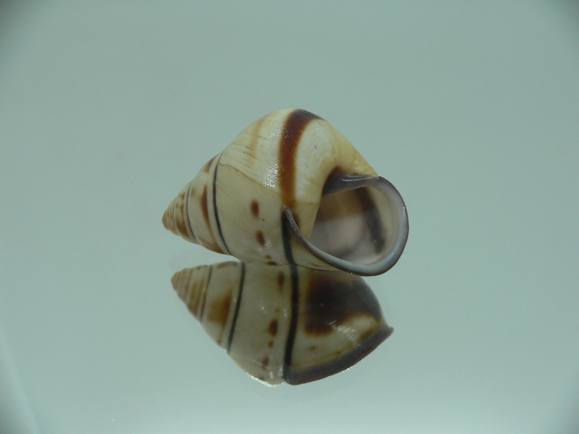 Aegistohadra zhangdanae VERY RARE & BIG