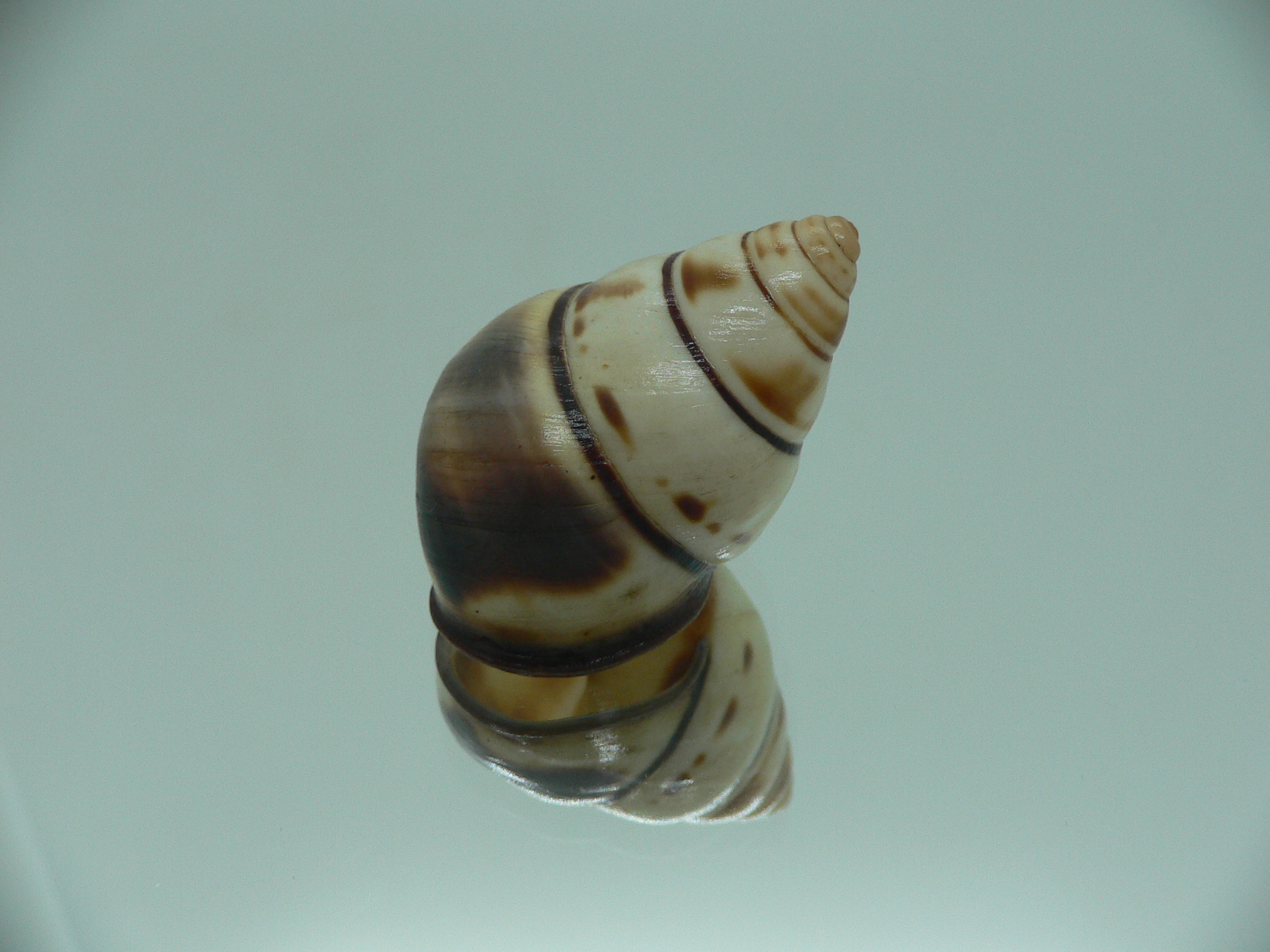 Aegistohadra zhangdanae VERY RARE & BIG