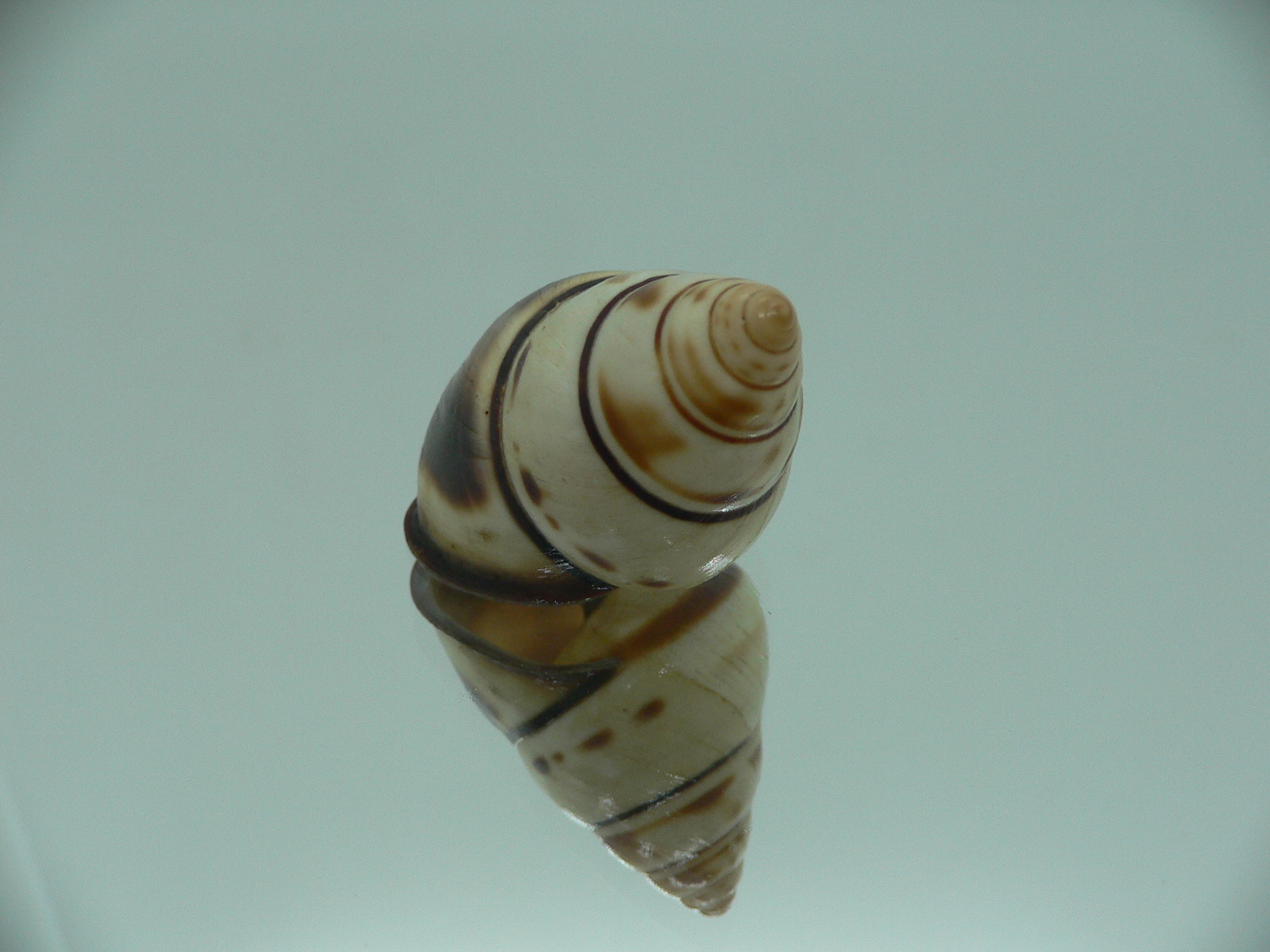 Aegistohadra zhangdanae VERY RARE & BIG