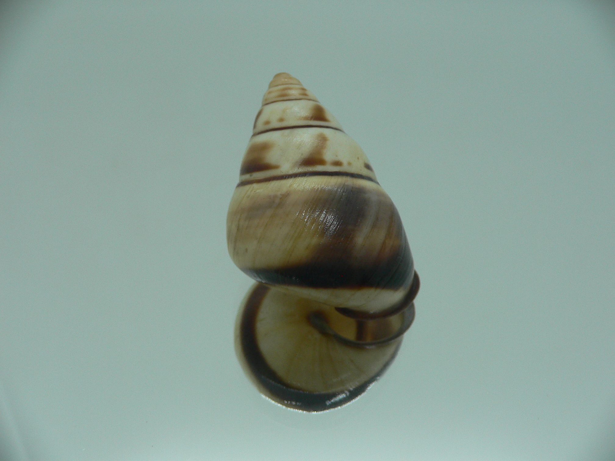 Aegistohadra zhangdanae VERY RARE & BIG