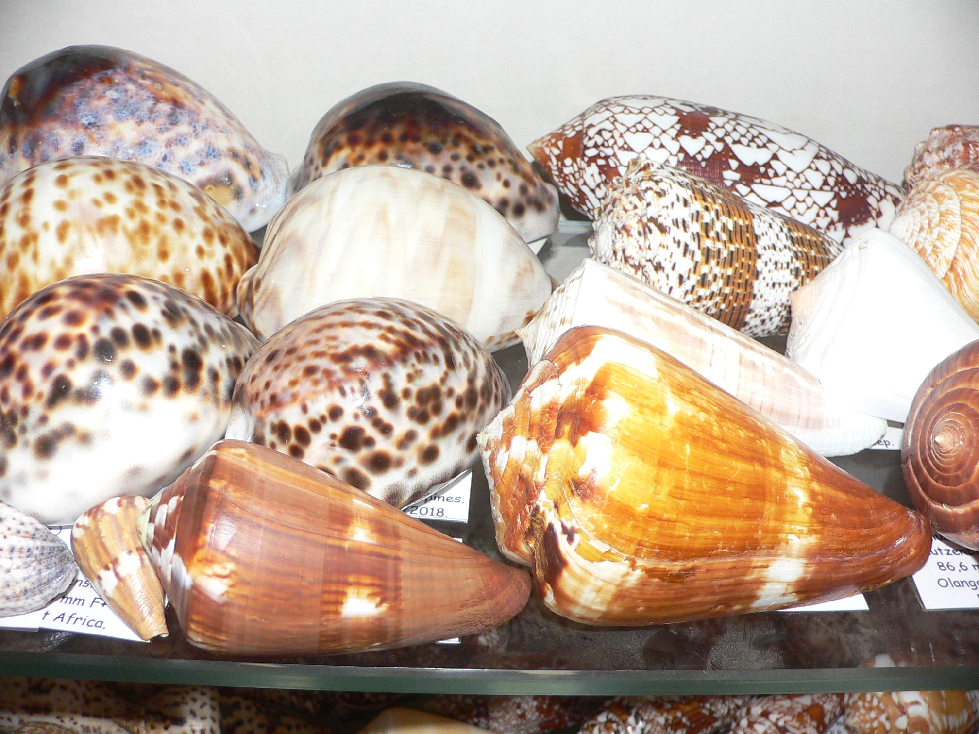 Conus vexillum sumatrensis (var.) MASSIVE