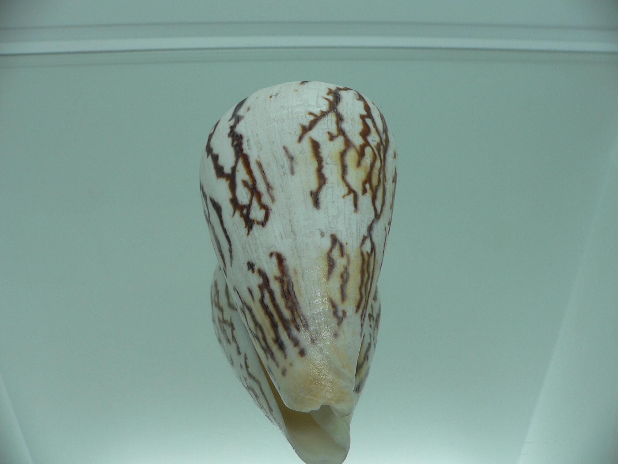 Conus vexillum sumatrensis (var.) MASSIVE