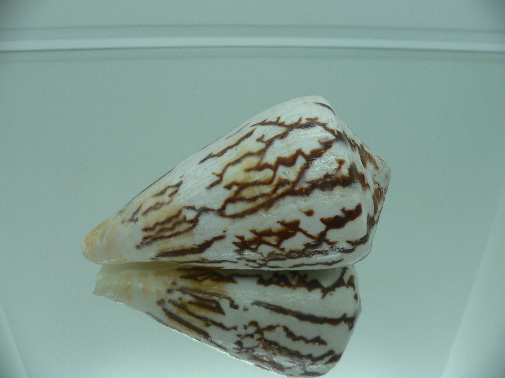 Conus vexillum sumatrensis (var.) MASSIVE