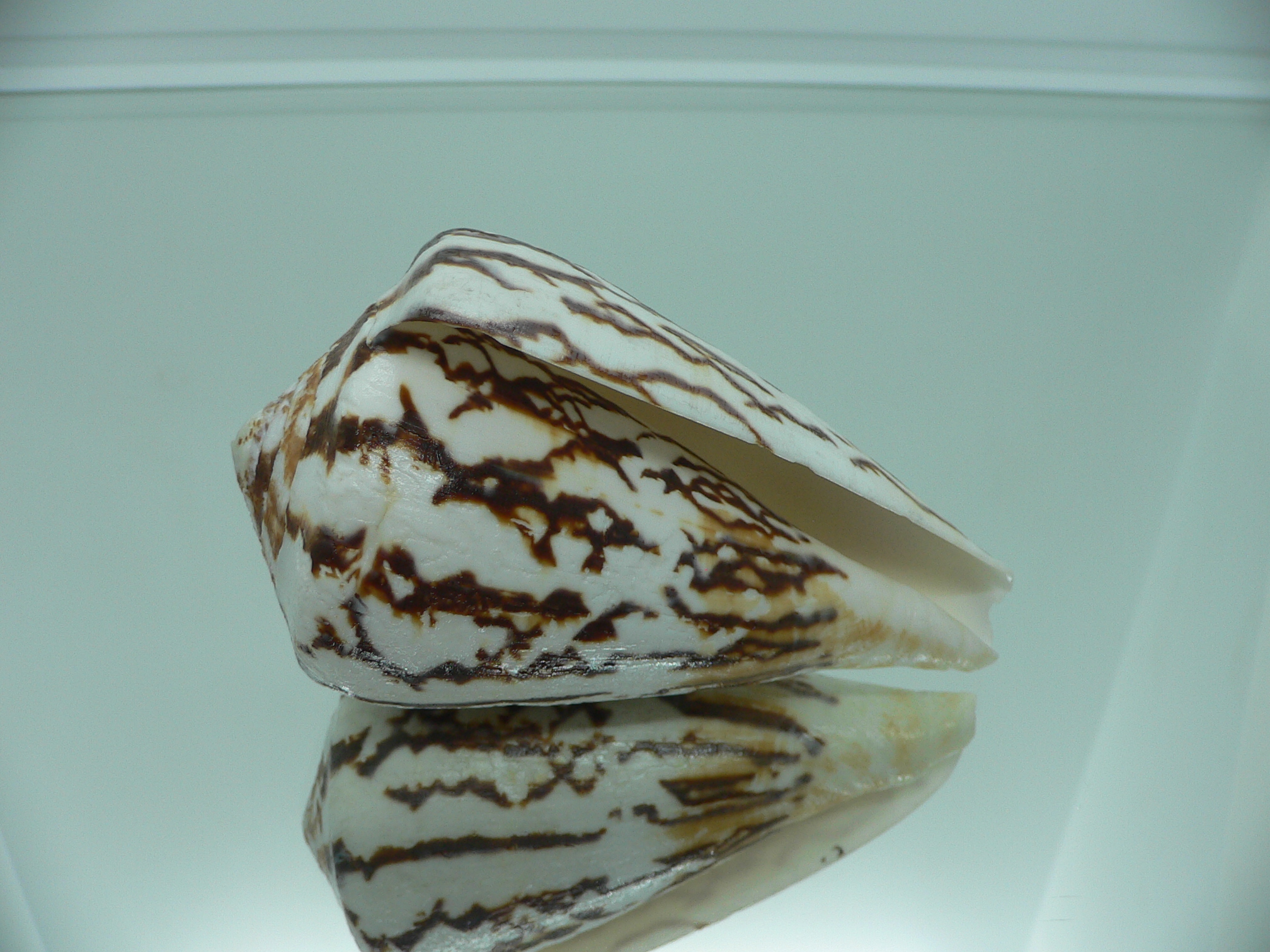Conus vexillum sumatrensis (var.) MASSIVE