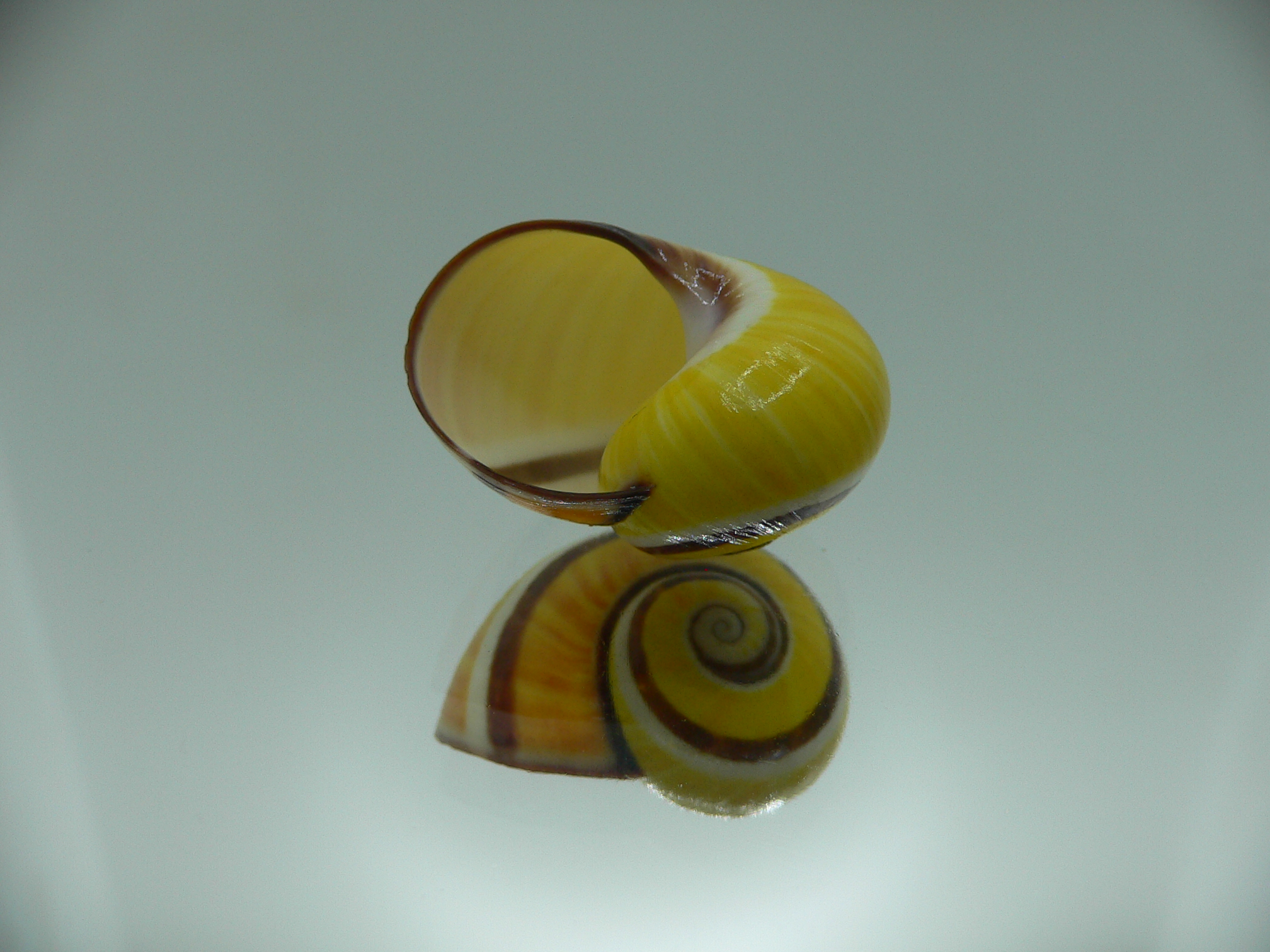 Polymita picta picta YELLOW & STRIPES