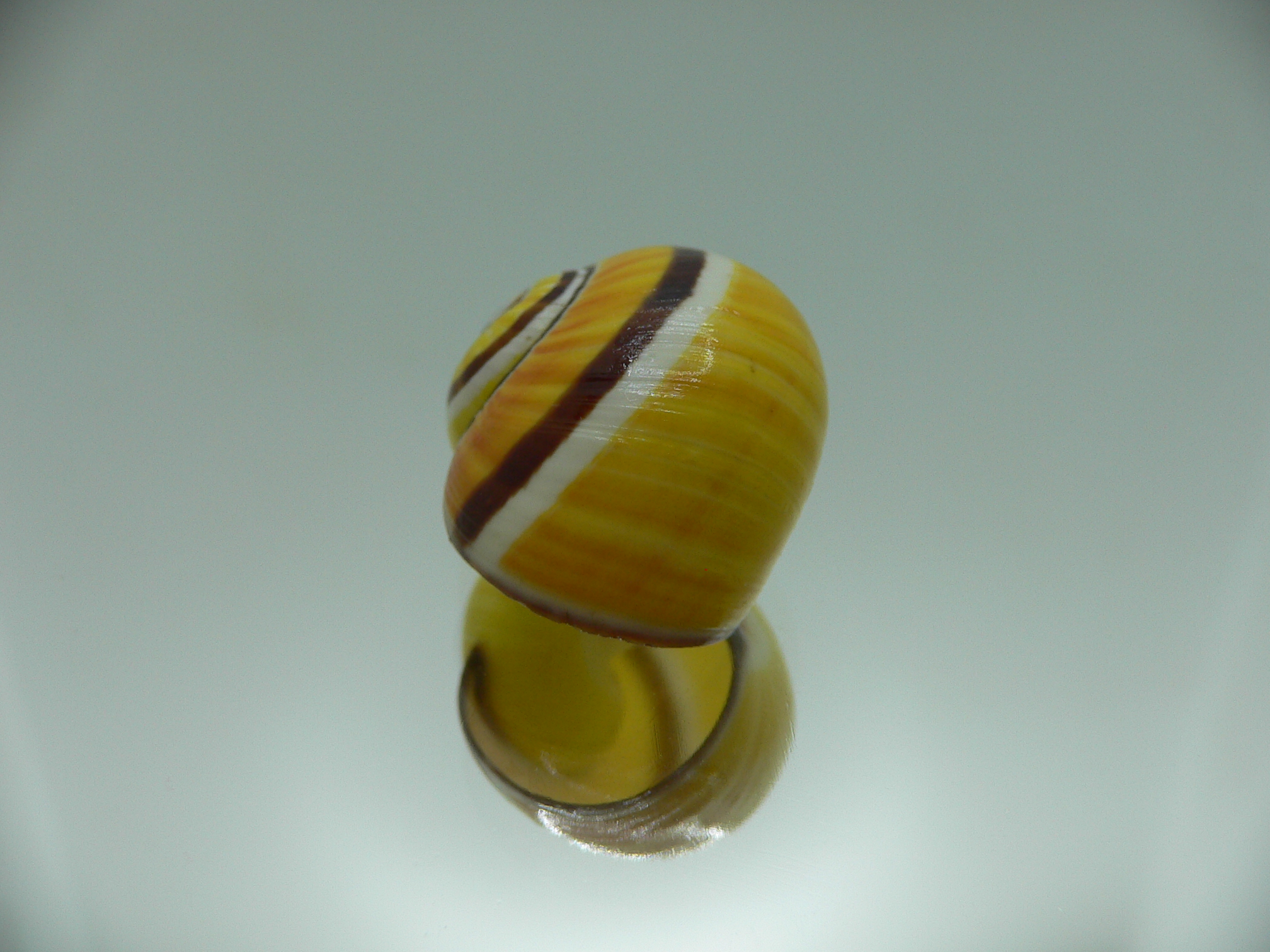 Polymita picta picta YELLOW & STRIPES