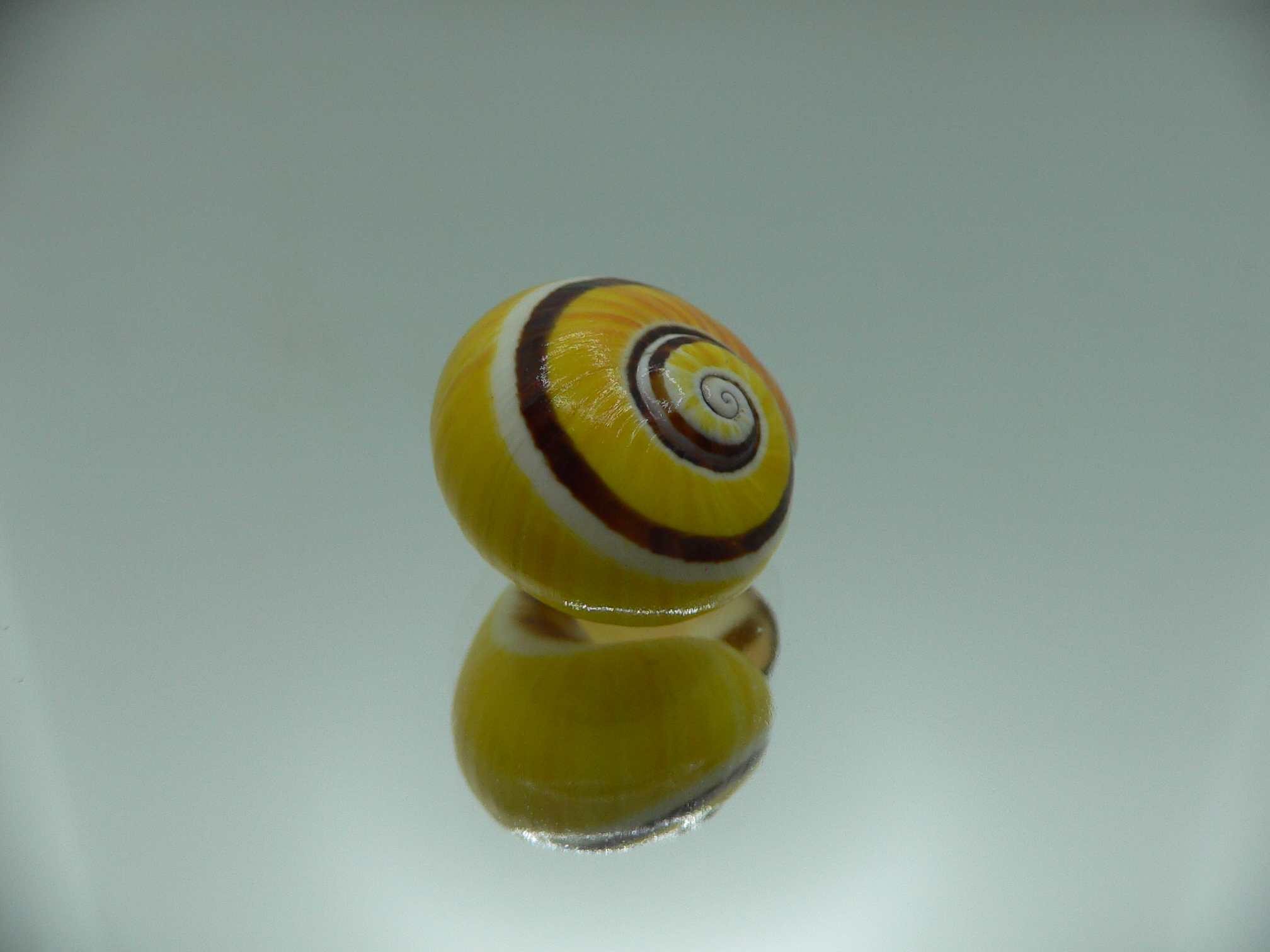 Polymita picta picta YELLOW & STRIPES