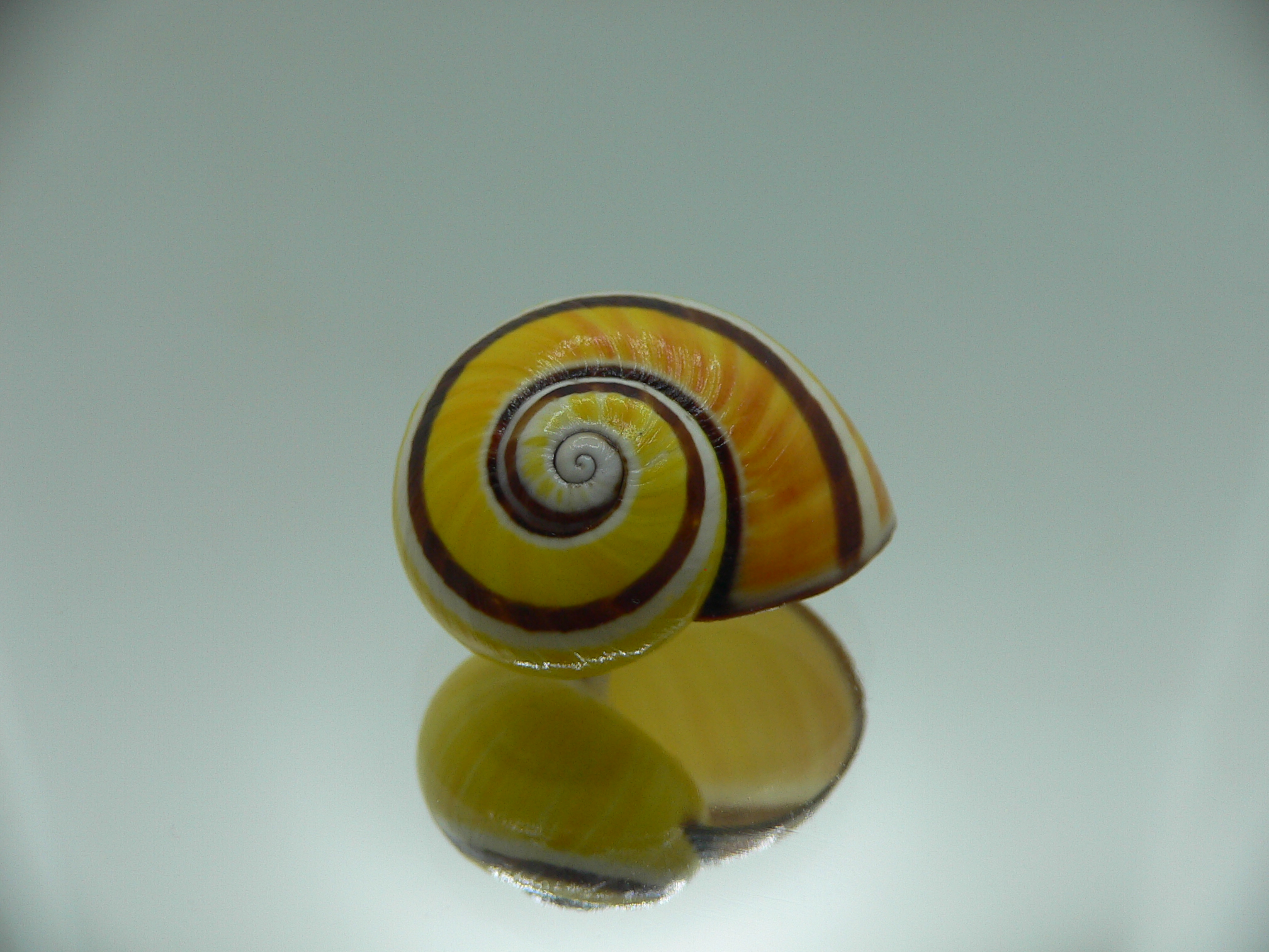 Polymita picta picta YELLOW & STRIPES